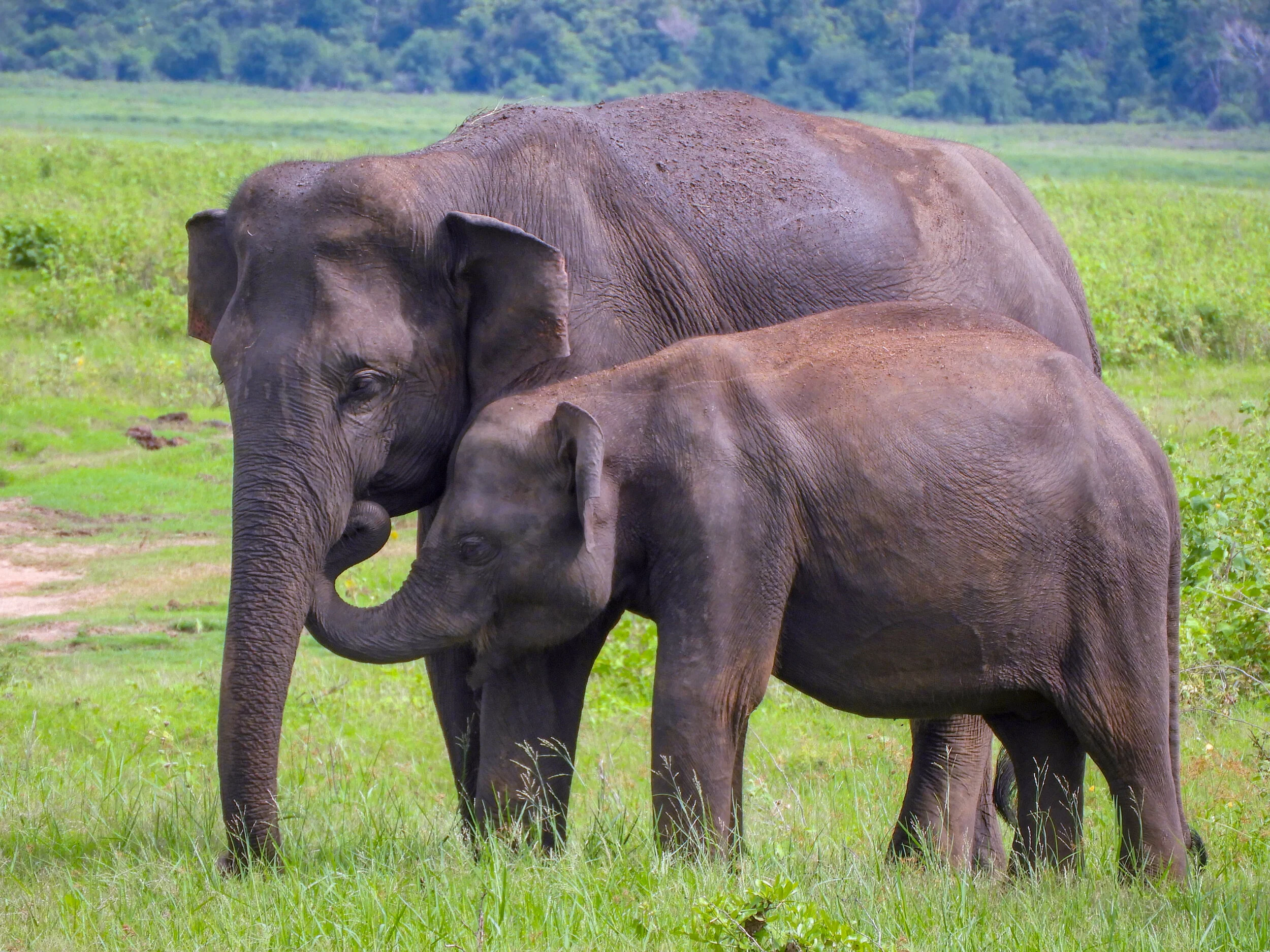 Our favourite Sri Lankan national parks