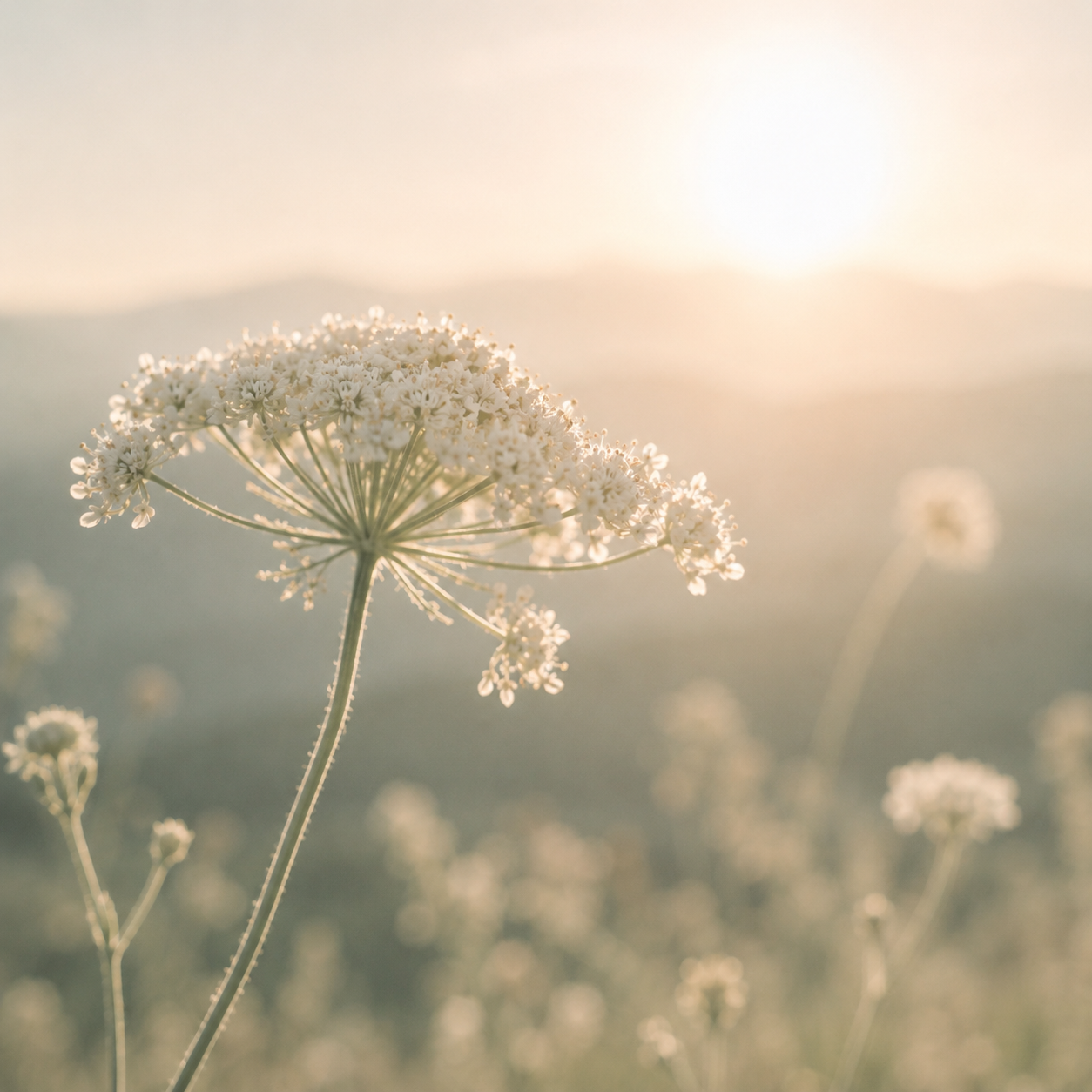 Close-up of white wildflowers in a field during sunset with soft golden light.