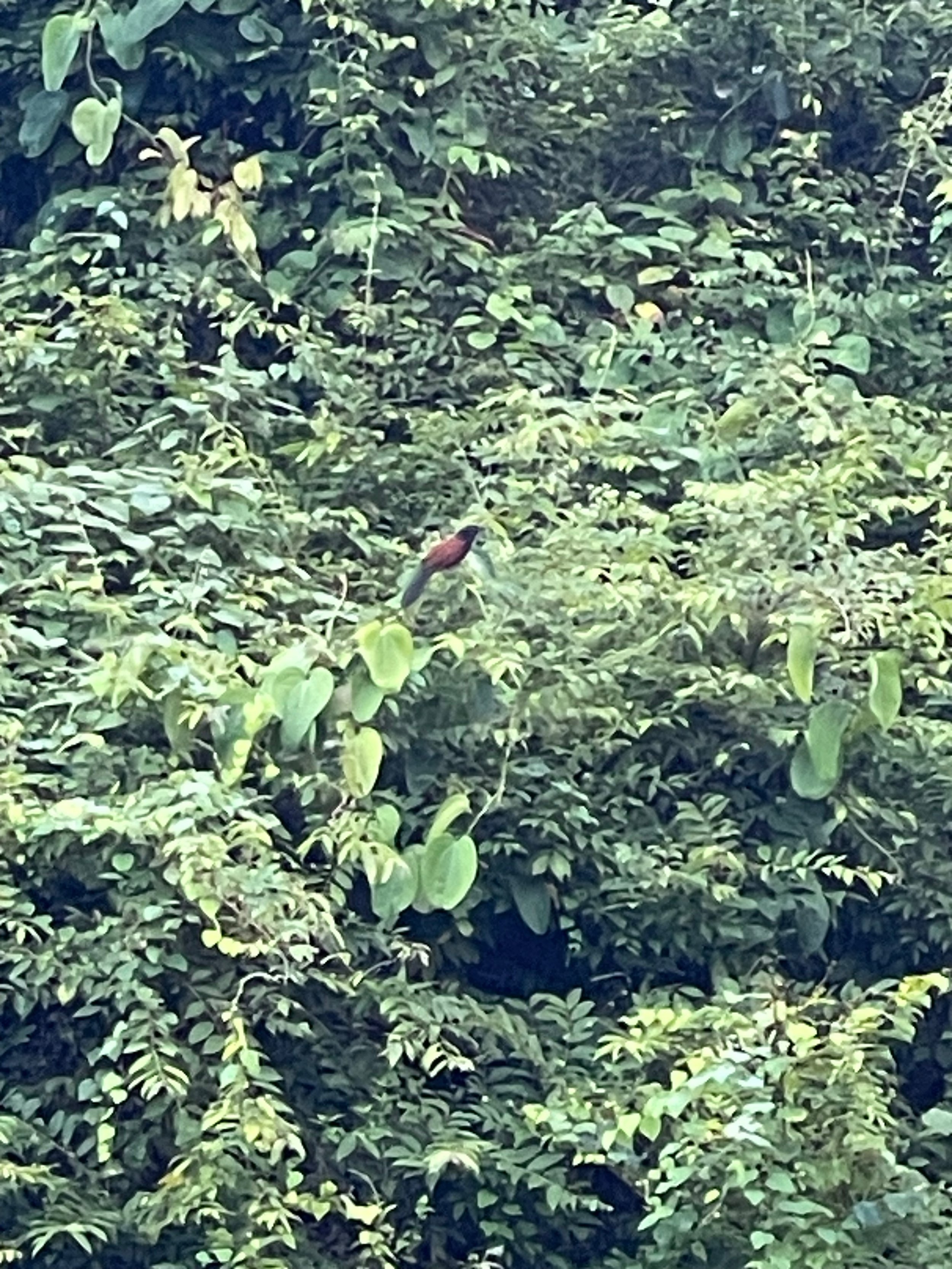 IMG_6628.jpeg