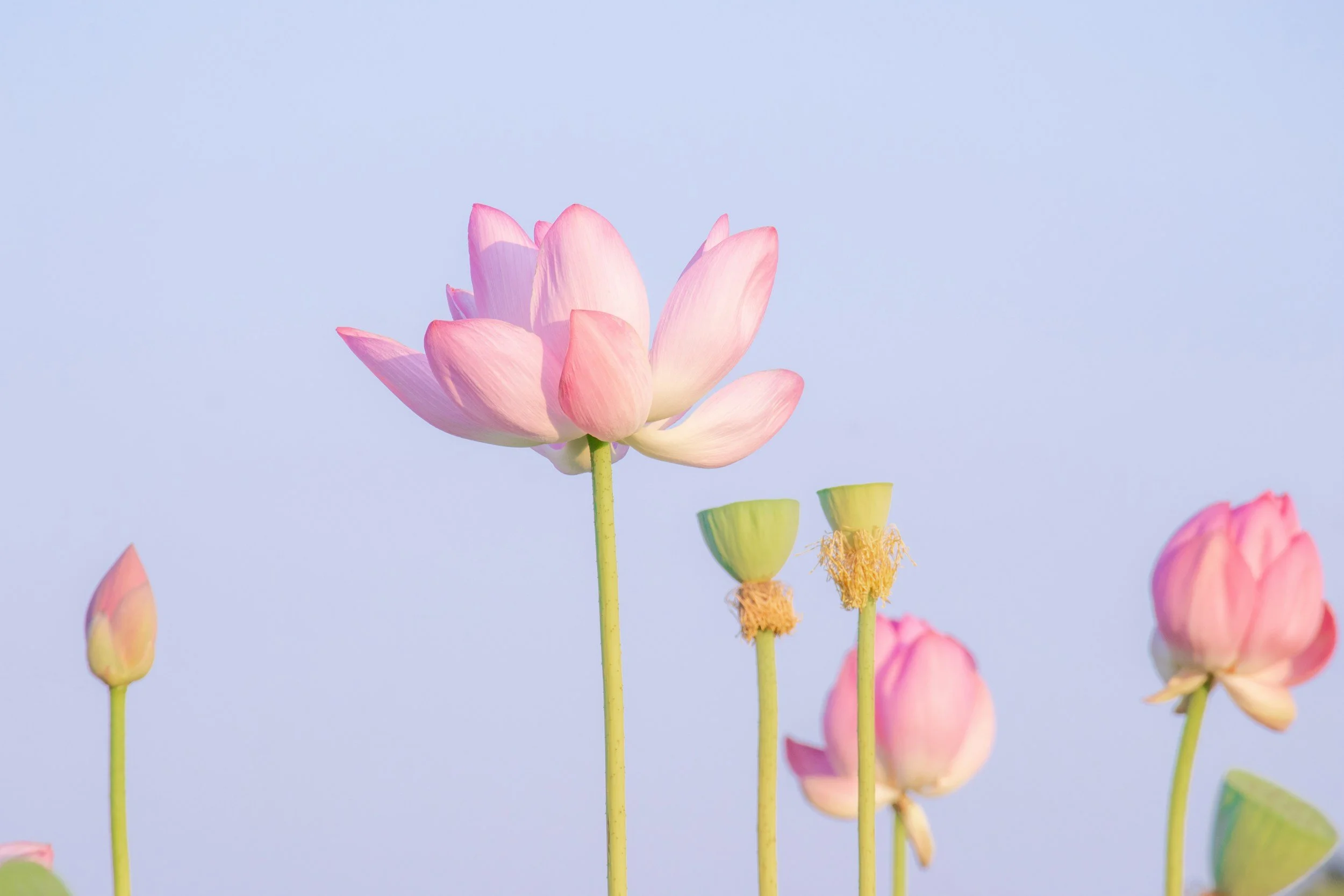 「本当の欲求」に応えれば、「本当にやりたいこと」が見える！