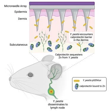 New Paper on Nutritional Immunity in the Dermis
