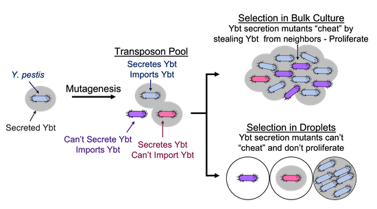New Paper on the Yersiniabactin Secretion System