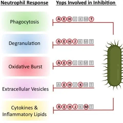Hot Off the Press: New Review from the Lawrenz Lab
