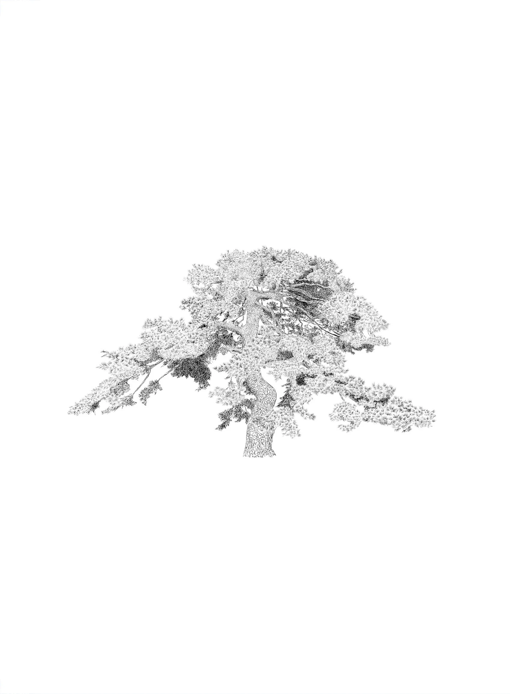 Mustavalkoinen mänty kuvitus