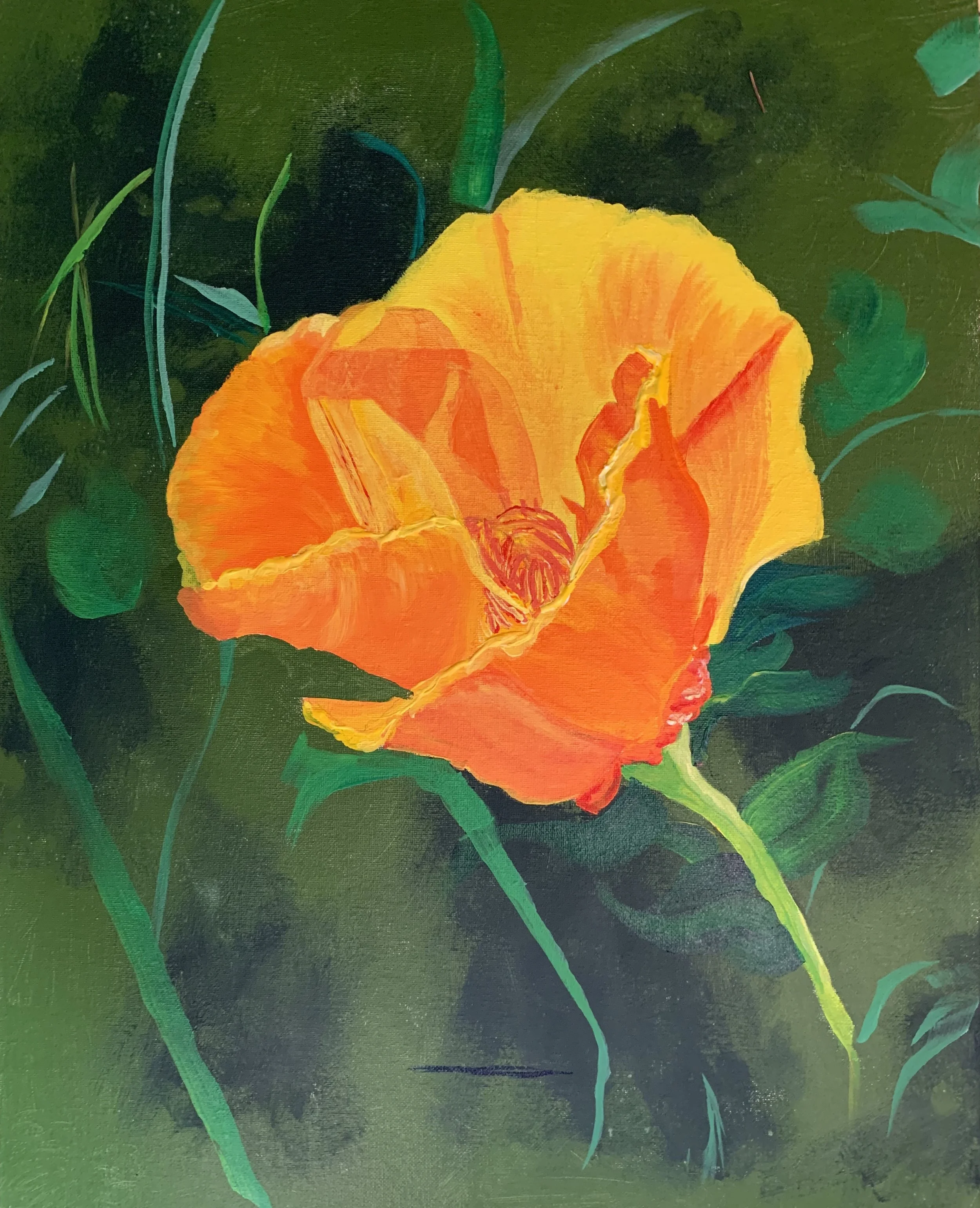 California Poppy