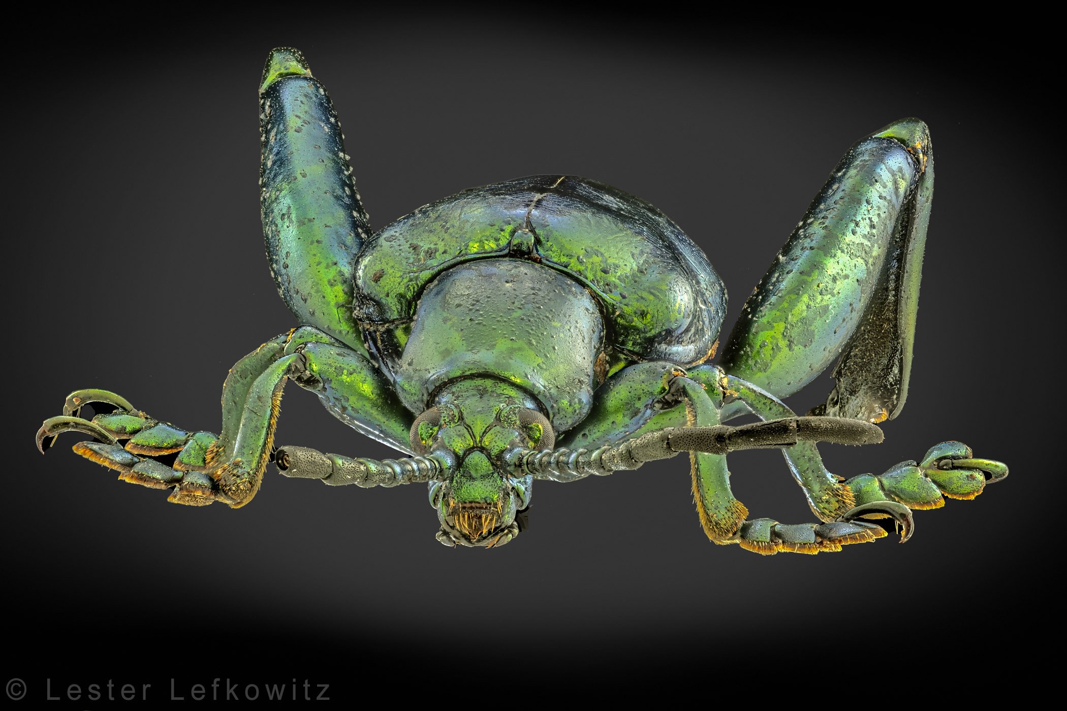 9937-1 to 236 Helicon C Retouched in Helicon & Adobe.jpg