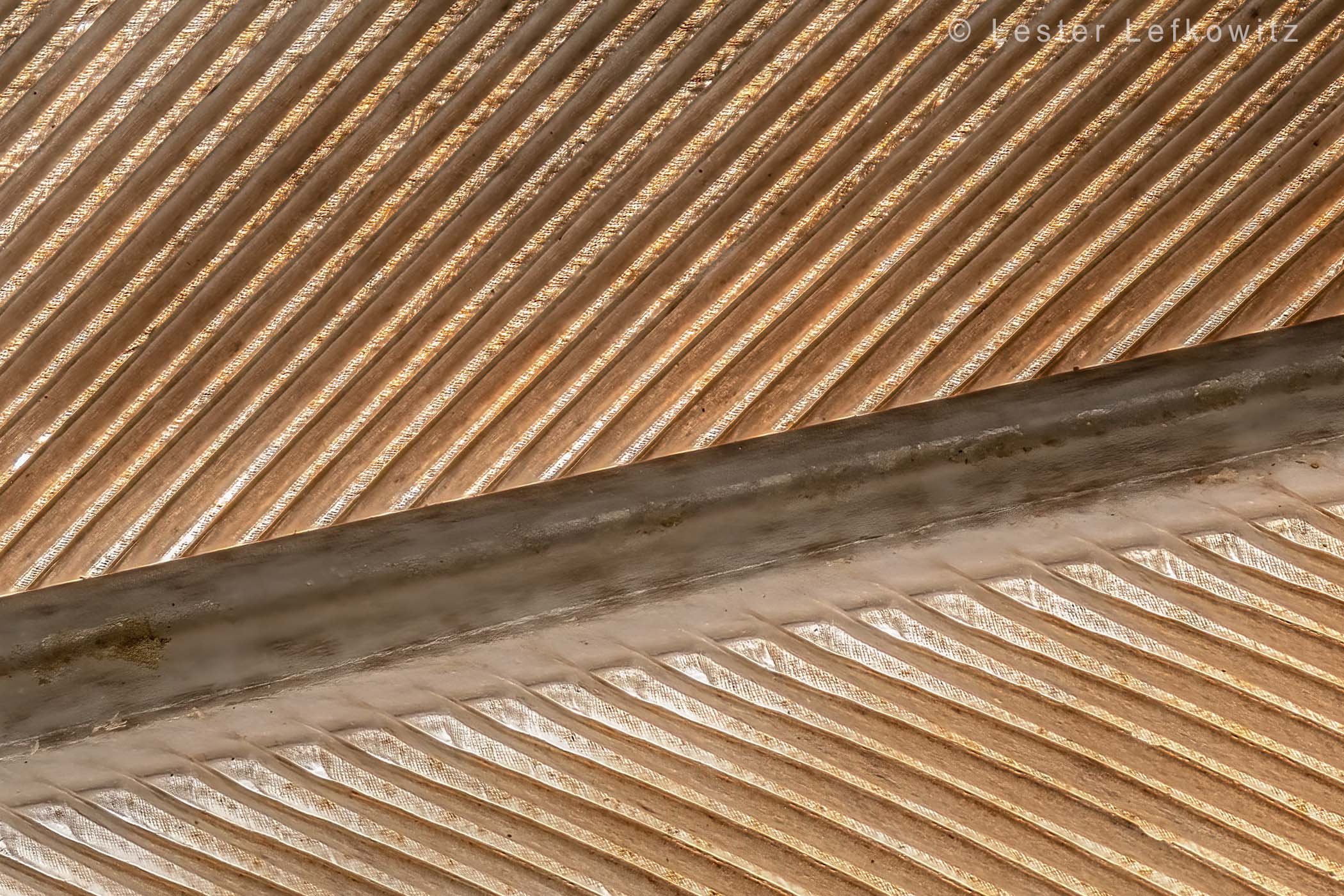 Spine of preceding feather