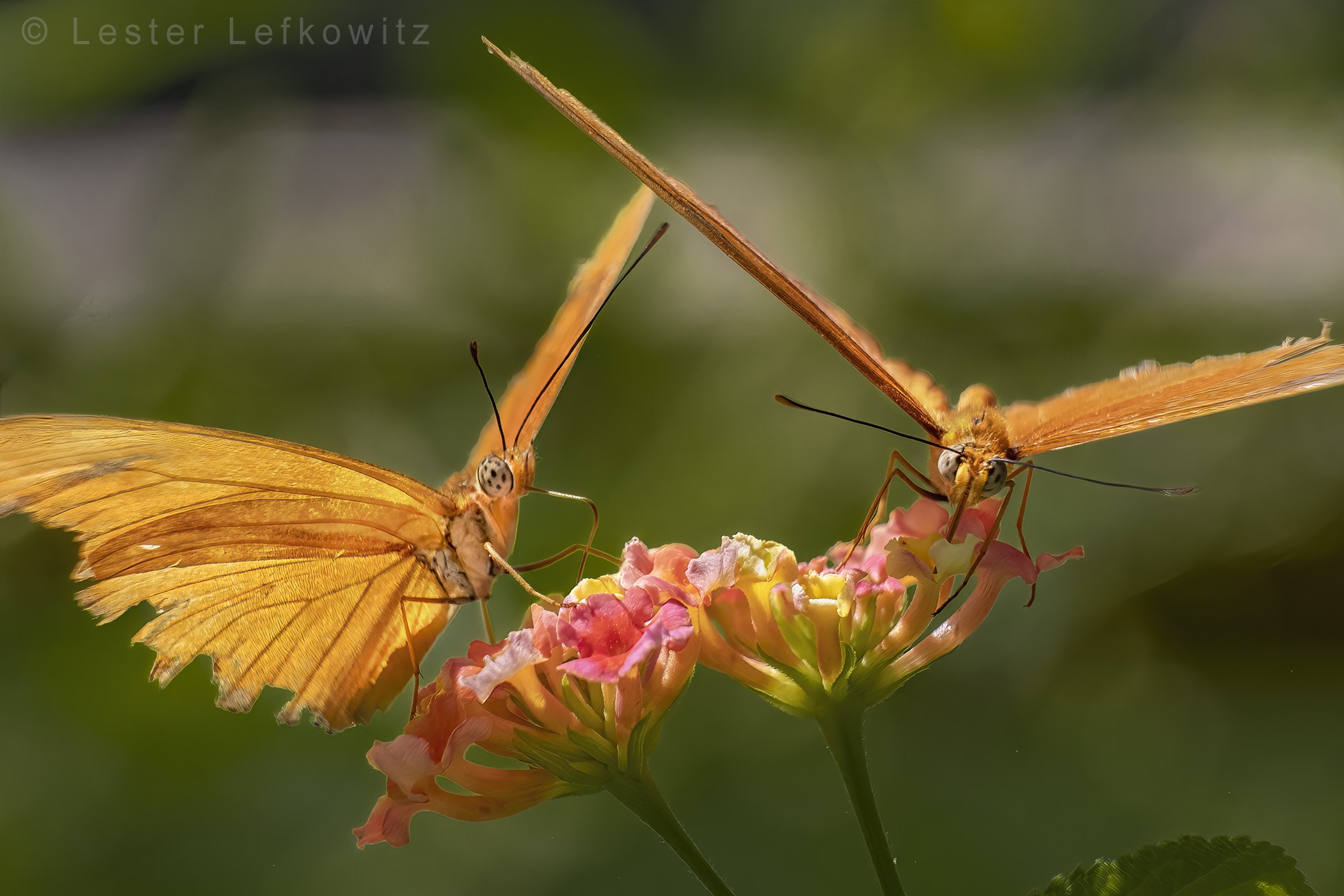 9526-087-SharpenAI-Focus.jpg