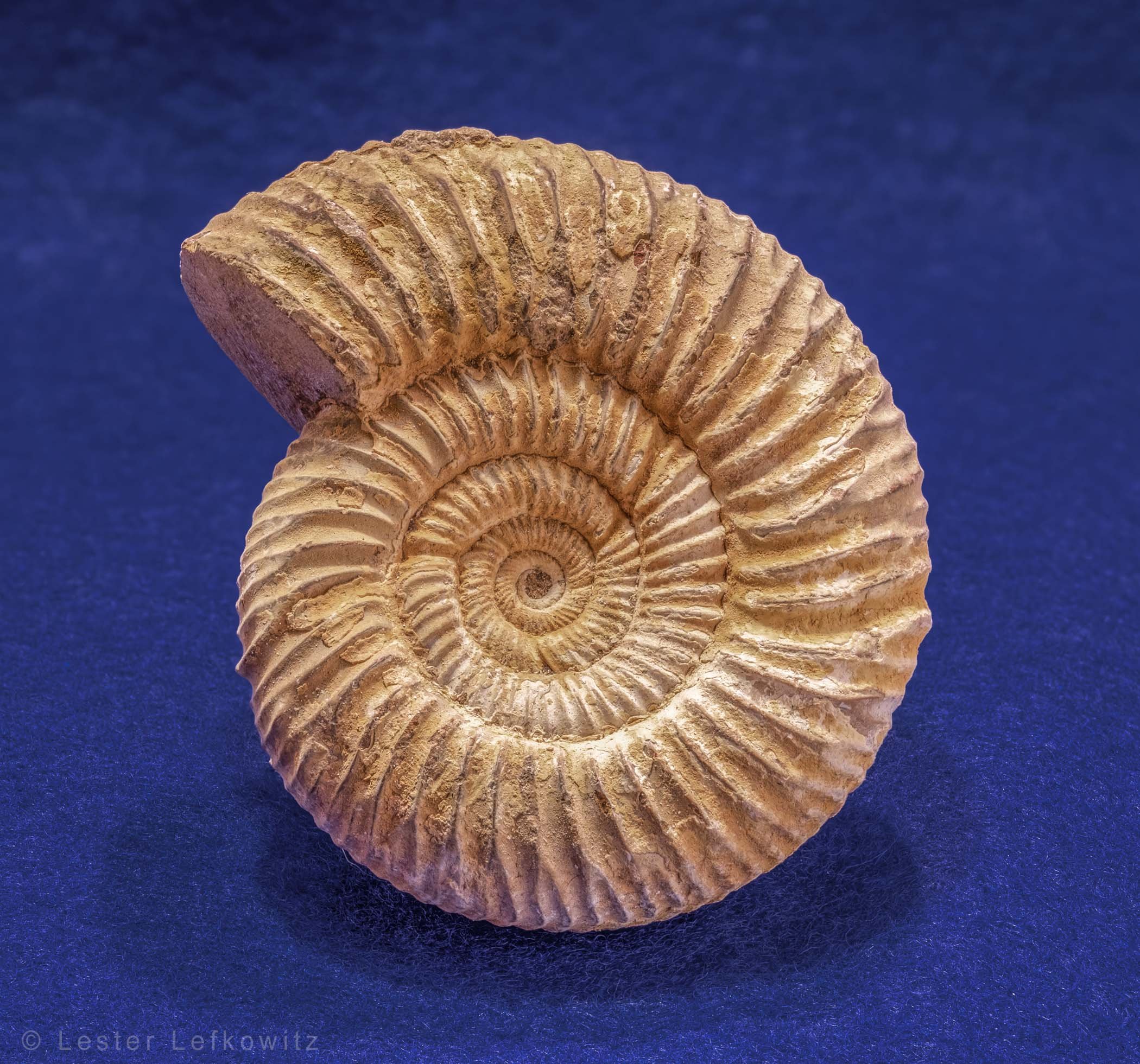 Madagascar white ammonite fossil