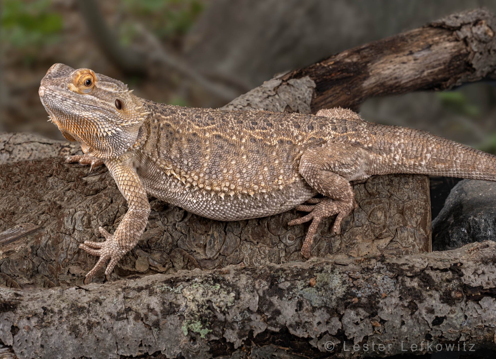 bearded dragon