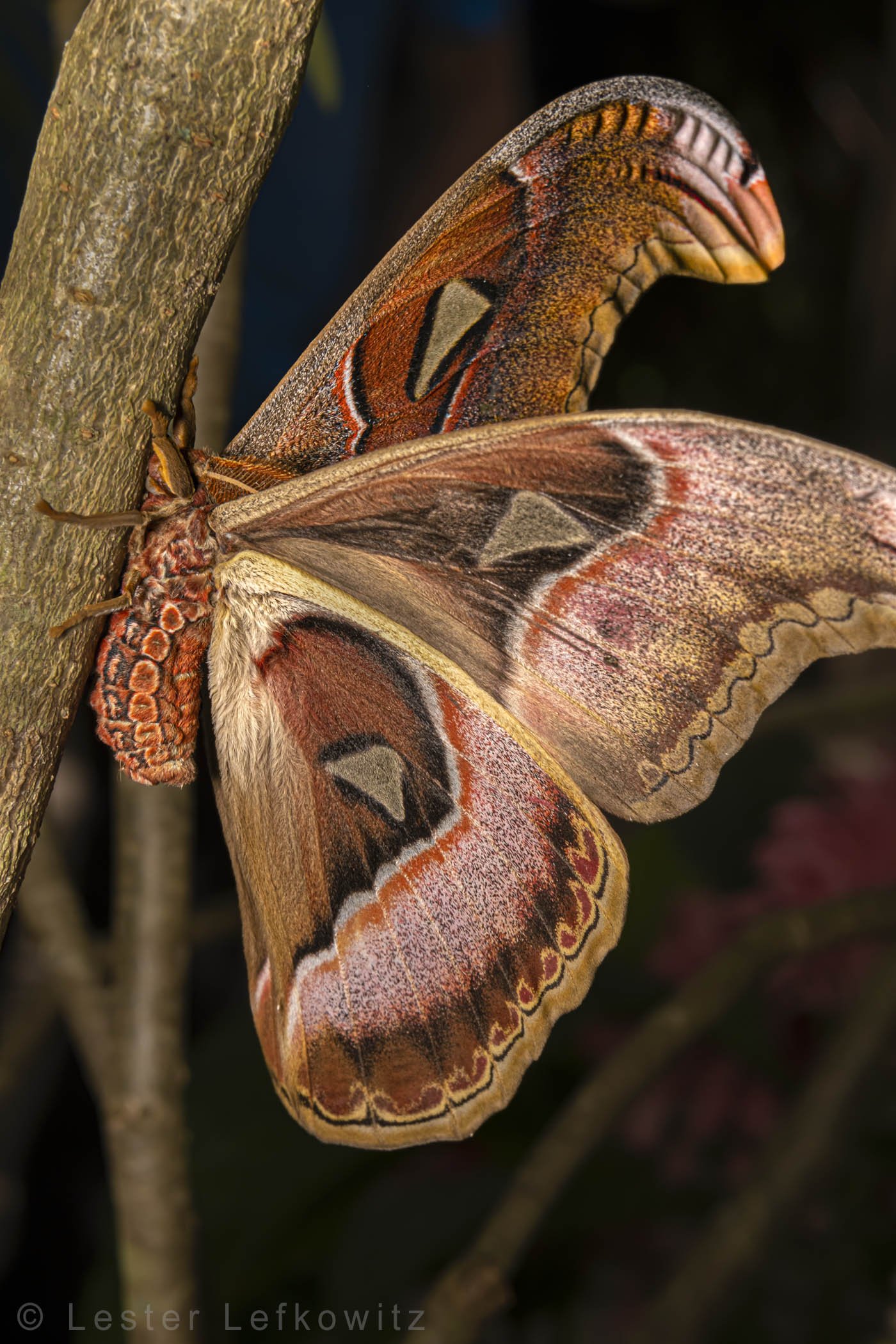Atlas moth