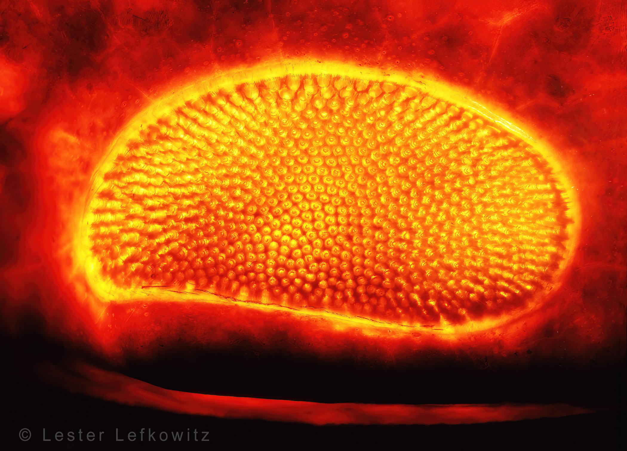 Horseshoe crab eye