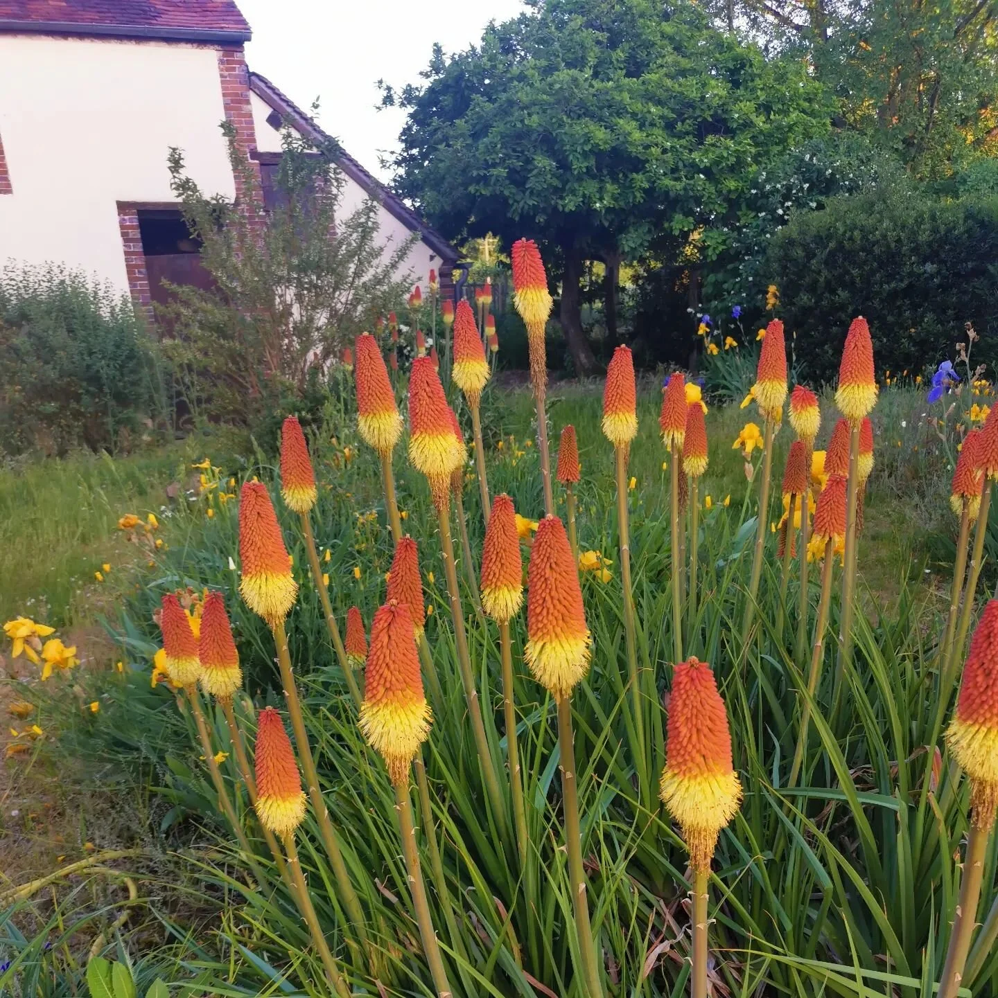 Je n'ai pas la main verte, et pourtant... 

L'ancienne propri&eacute;taire, gardienne des lieux pendant 65 ans, a sem&eacute; ses graines petit &agrave; petit pour transformer cette ancienne ferme en un jardin d'&eacute;den 
💫Un tr&eacute;sor qu'ell