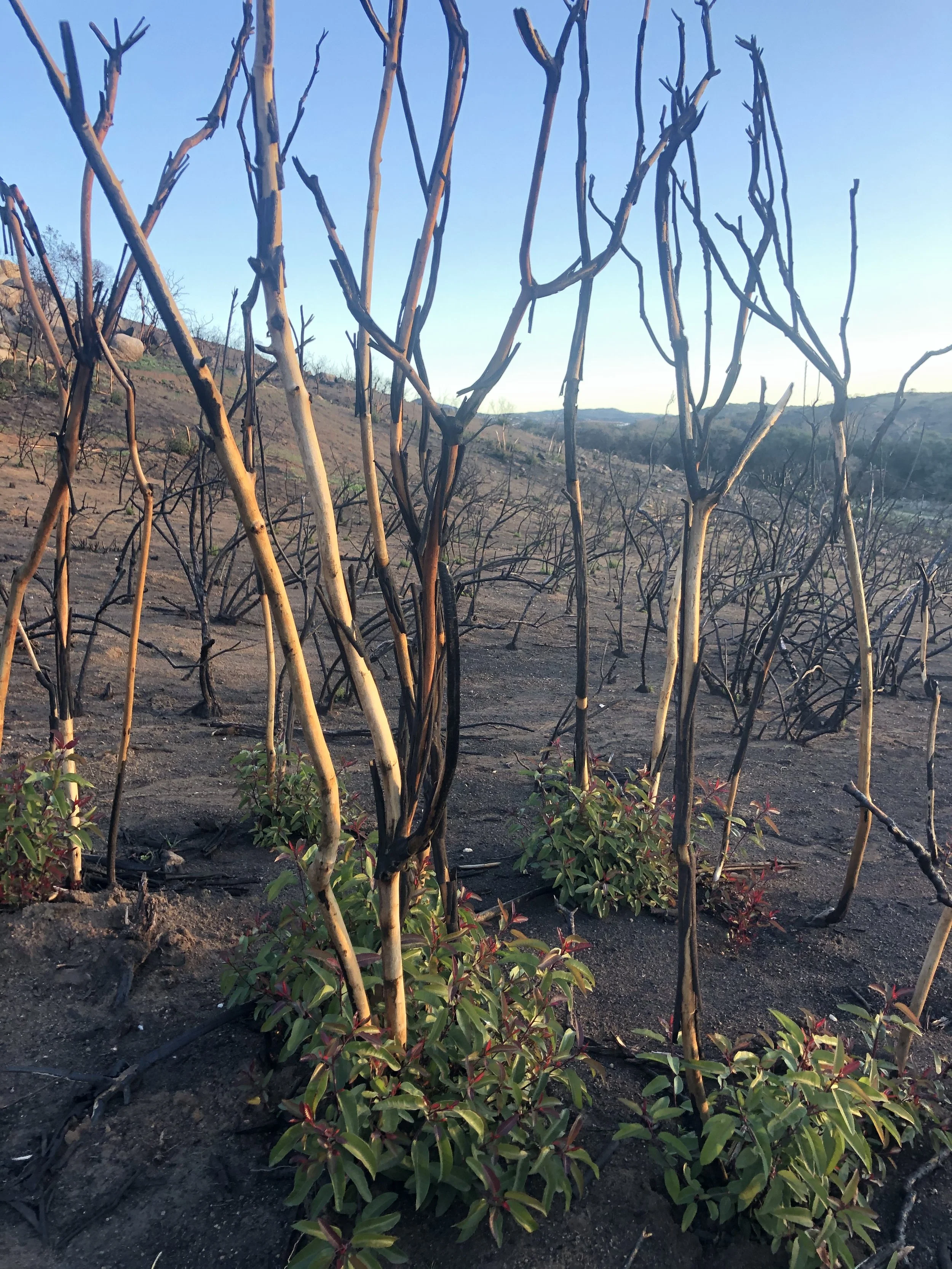 What the Shadow Reveals