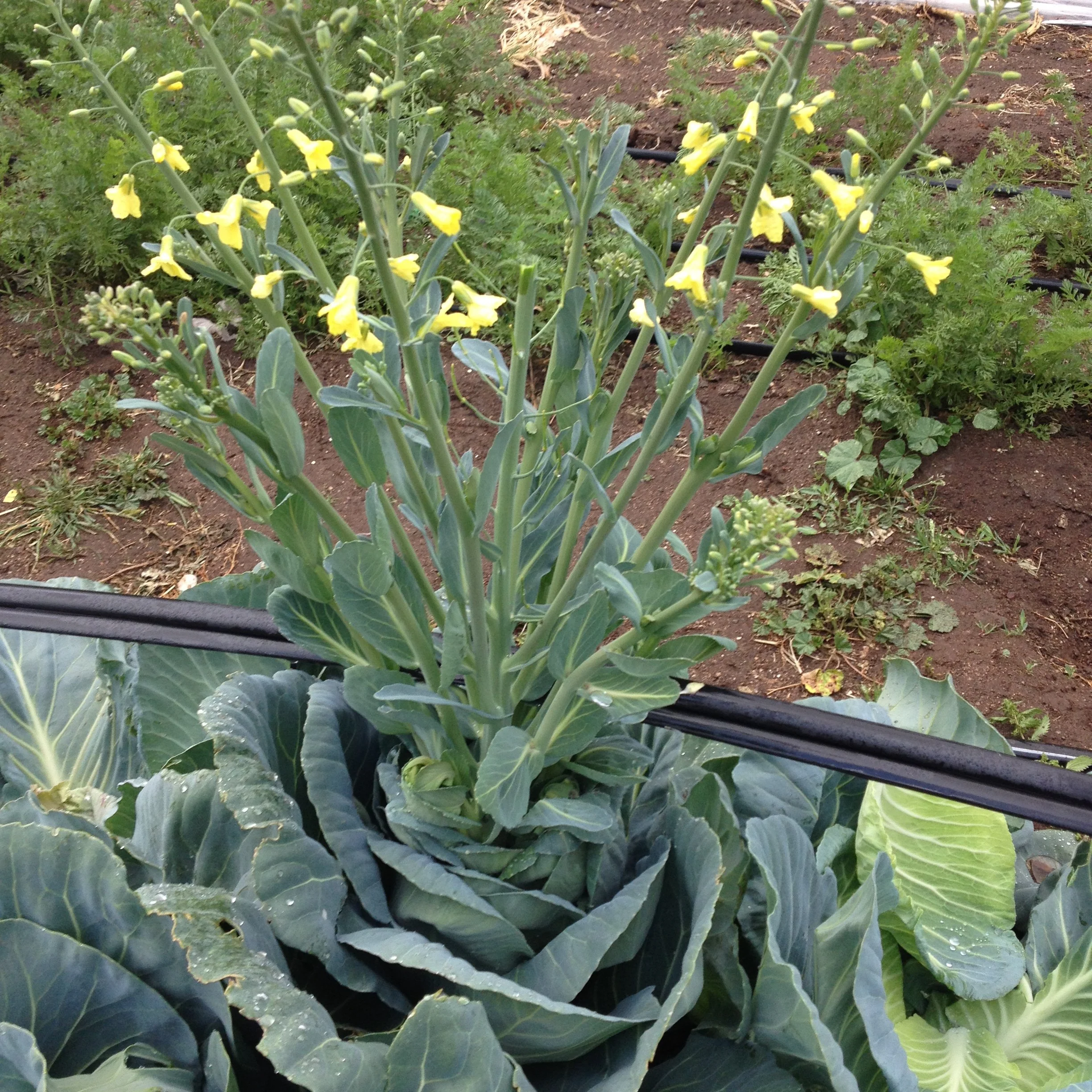 A flowering vegetable with green leaves and yellow flowers growing in a garden bed.