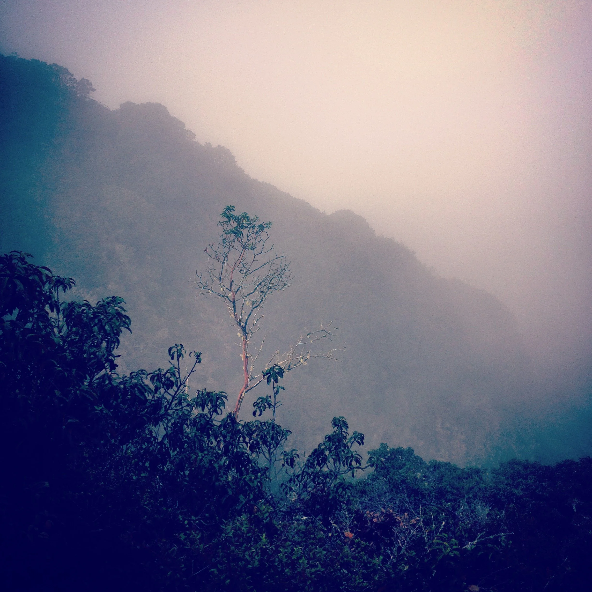 A foggy mountain landscape with lush green trees and a lone tall, leafless tree in the foreground.