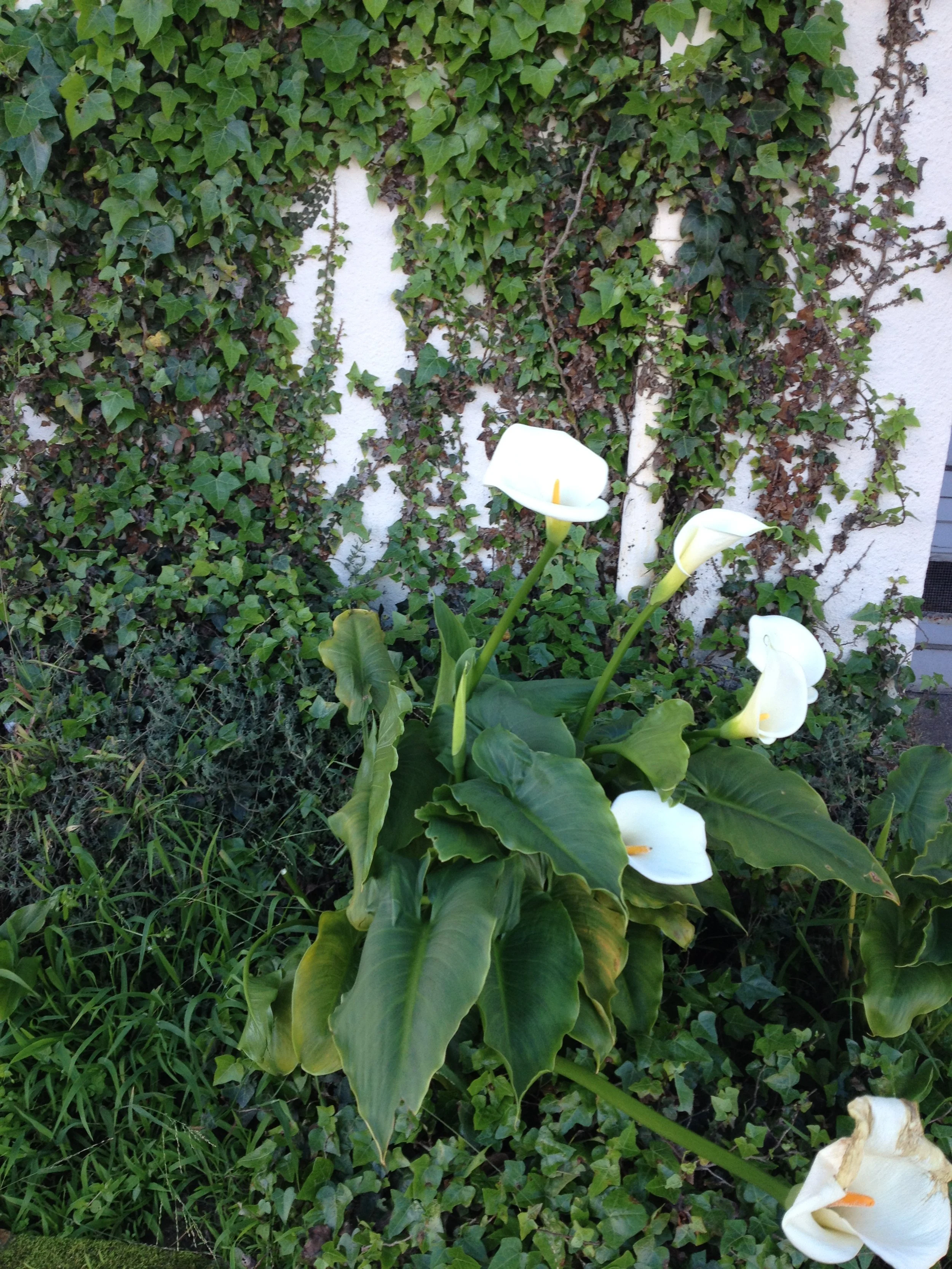 White calla lilies growing in front of a white wall covered with green ivy.
