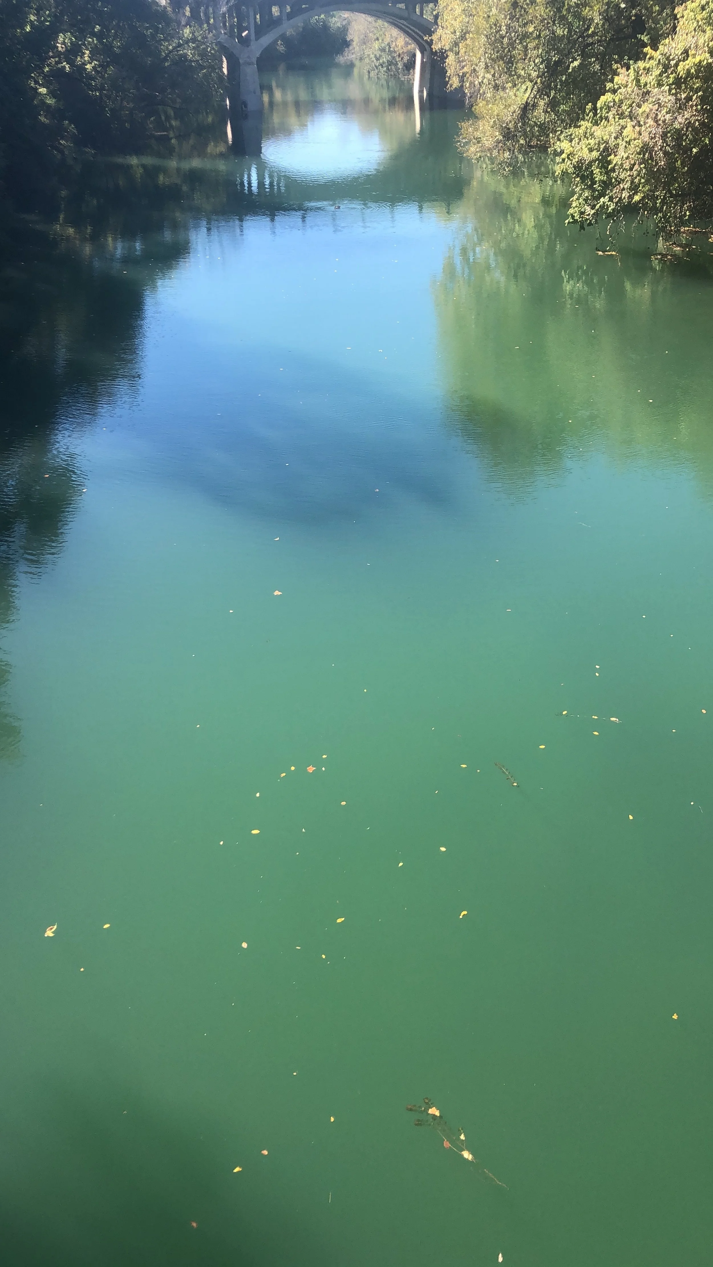 Calm river with greenish water, surrounded by trees on both sides, and a bridge in the background.