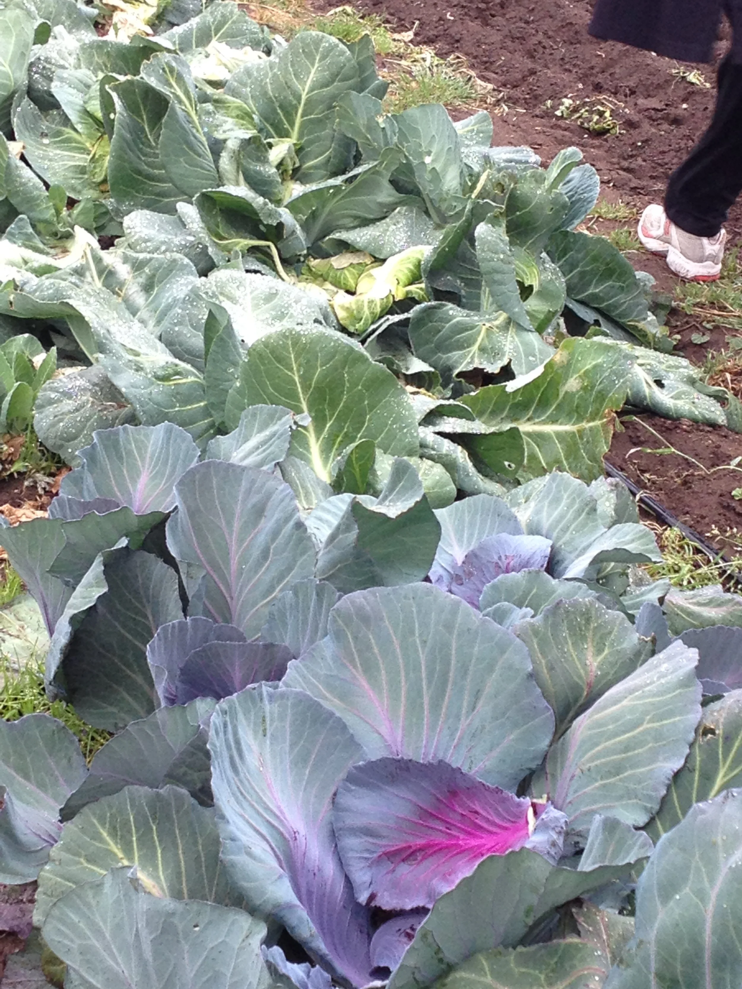 Green and purple cabbages growing in a garden bed.