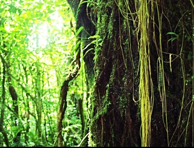Close-up of a moss-covered tree trunk with hanging vines in a lush green forest.