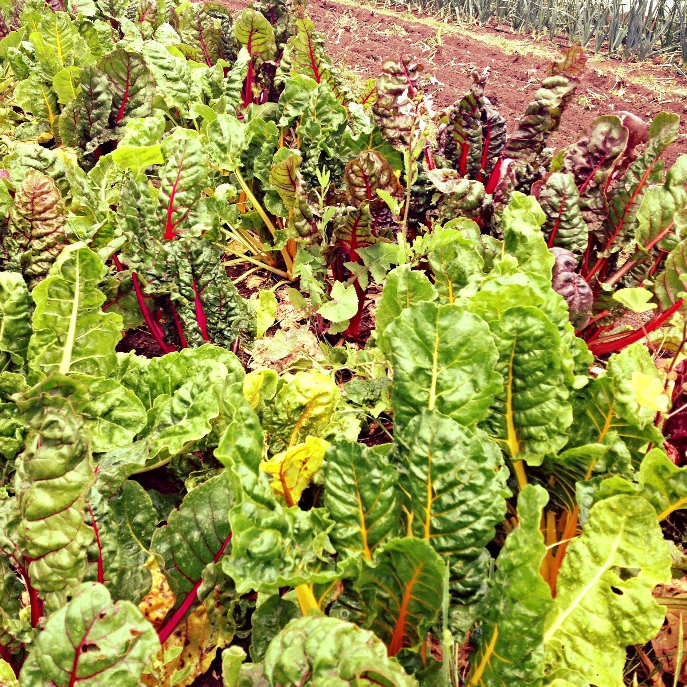 Garden with rows of green and purple Swiss chard plants