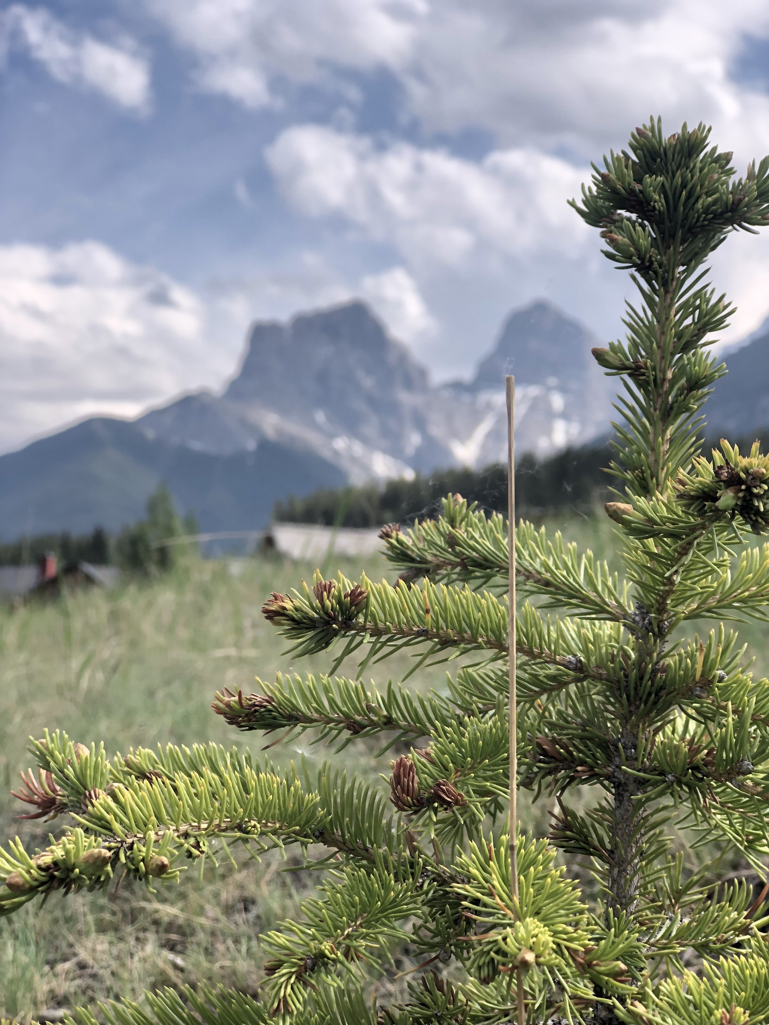 Close-up of an evergreen tree branch with a background of mountains and cloudy sky.