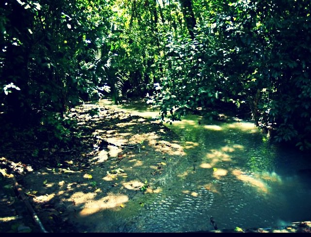 A narrow, shallow river flowing through a dense tropical jungle with green foliage and sunlight filtering through the trees.