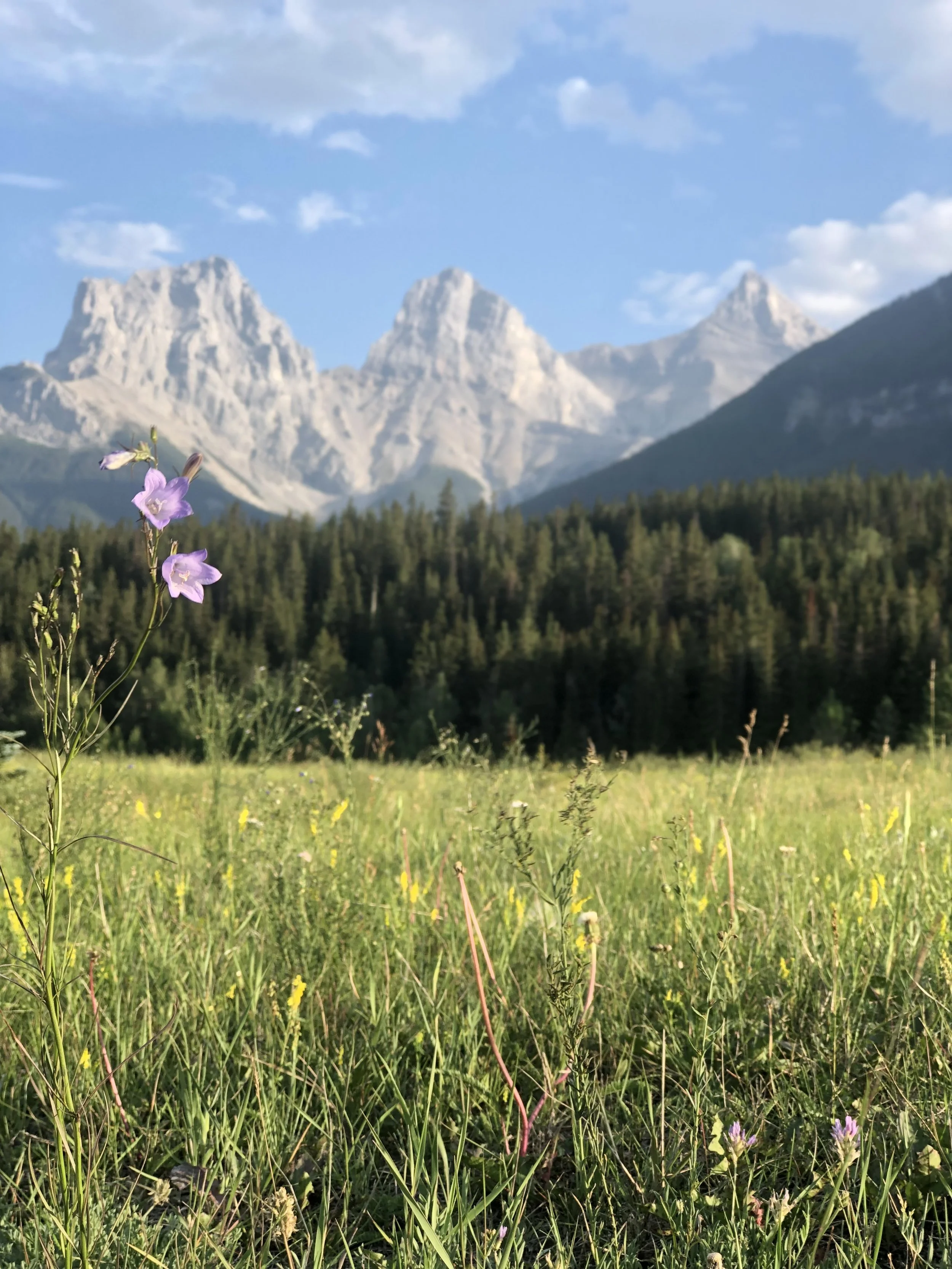 A scenic view of a grassy meadow with wildflowers, a forest, and snow-capped mountains under a partly cloudy sky.