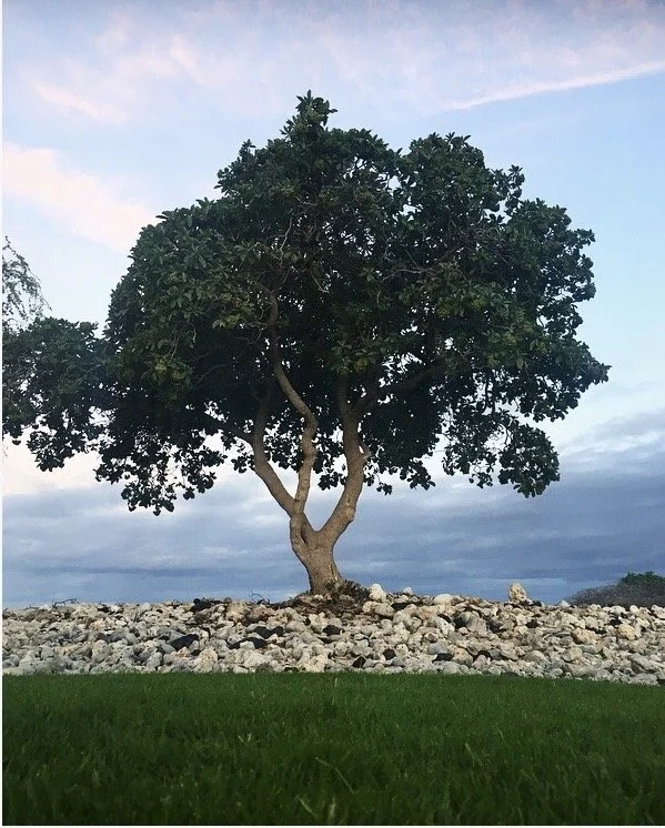 A large leafy tree on rocky ground with a grassy foreground and cloudy sky.