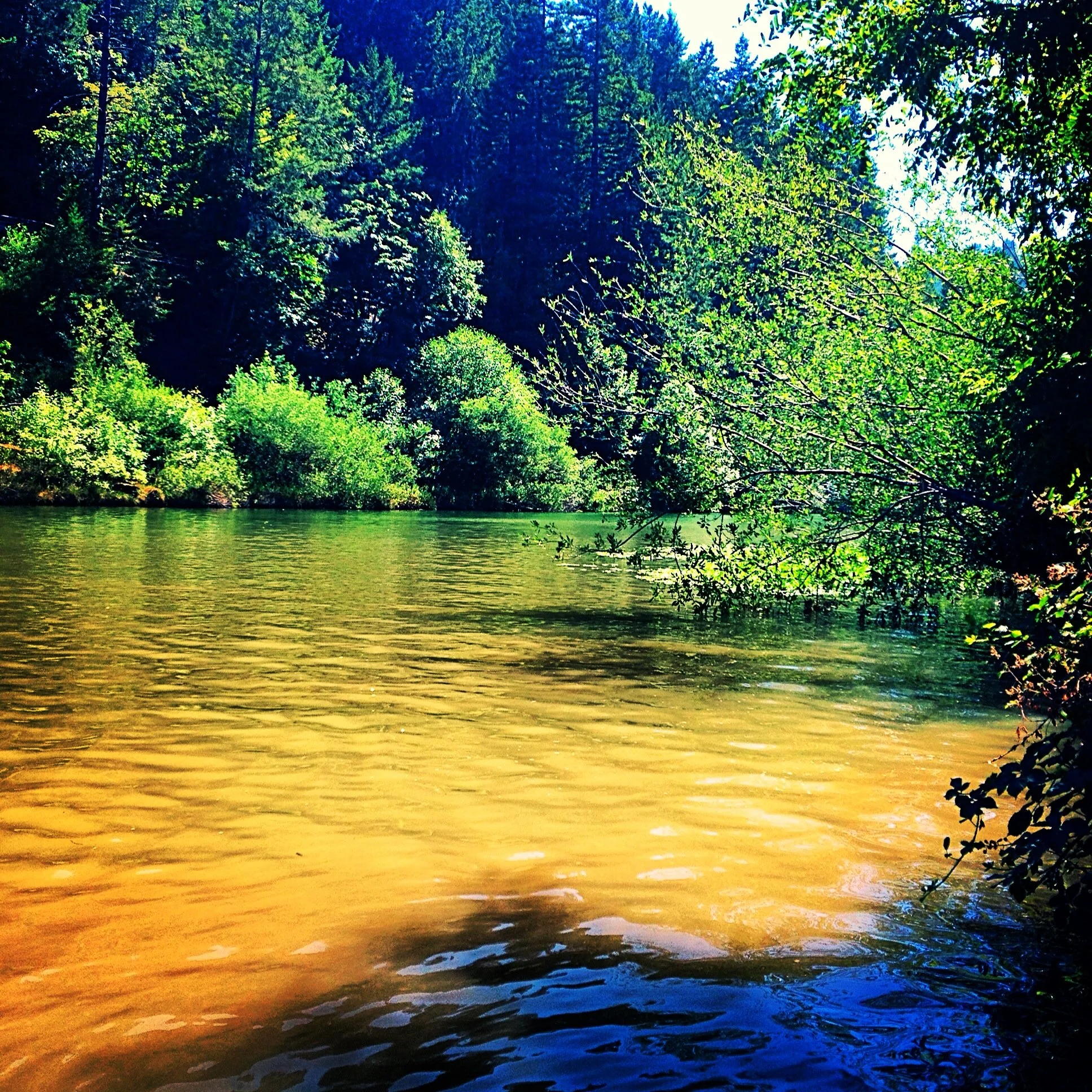 A river flowing through a lush, green forest with trees on both sides and a hillside covered in tall evergreen trees in the background.