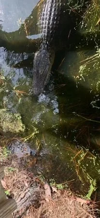 A large crocodile partially submerged in water with trees and vegetation around it.