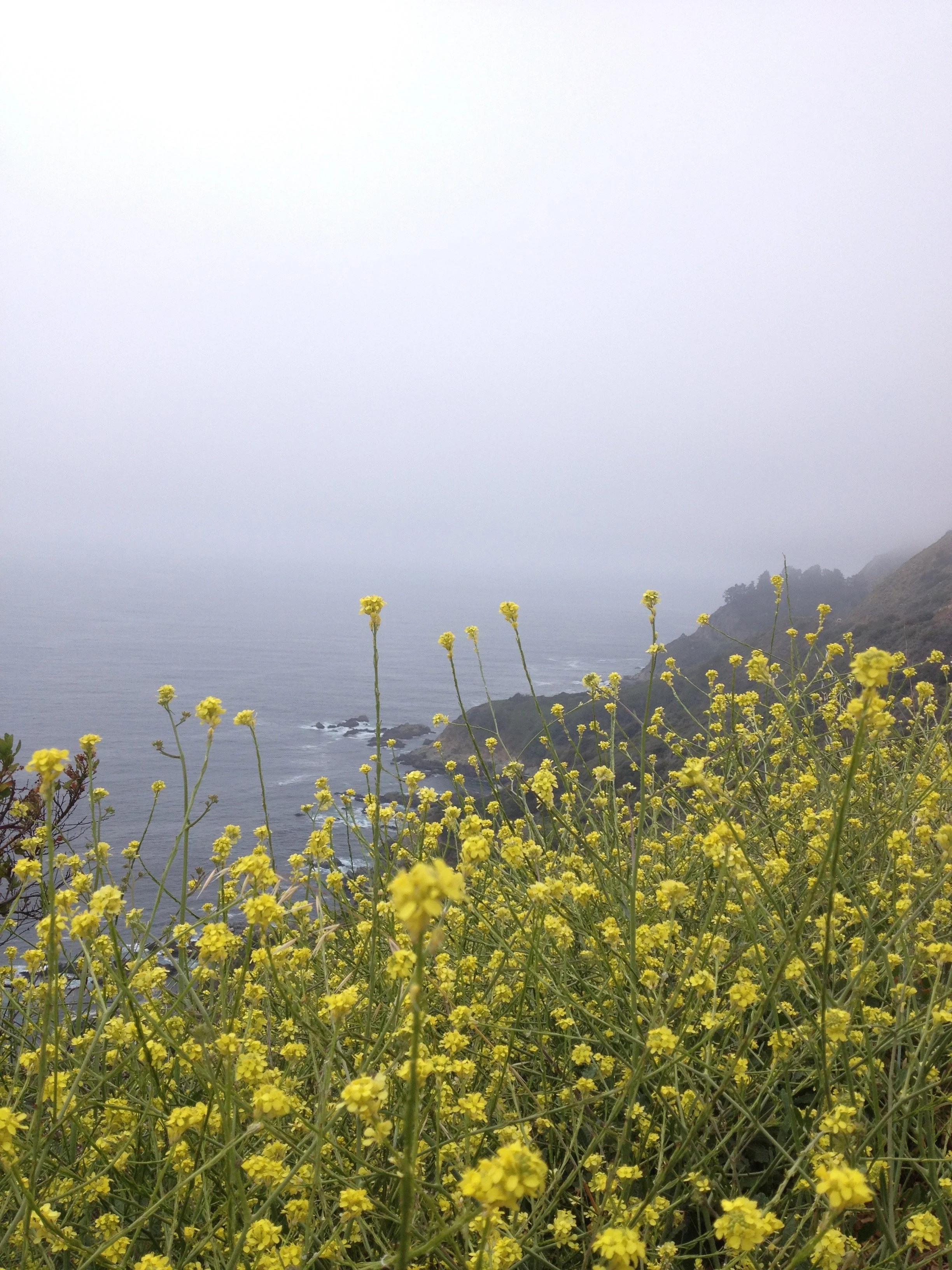 Yellow wildflowers along a foggy coastal cliff with ocean and distant land in the background.