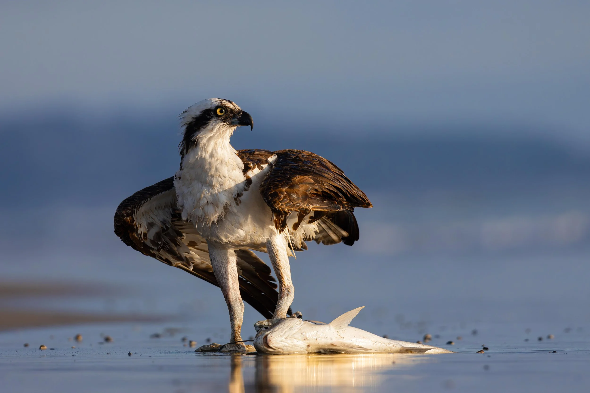 Sea Birds