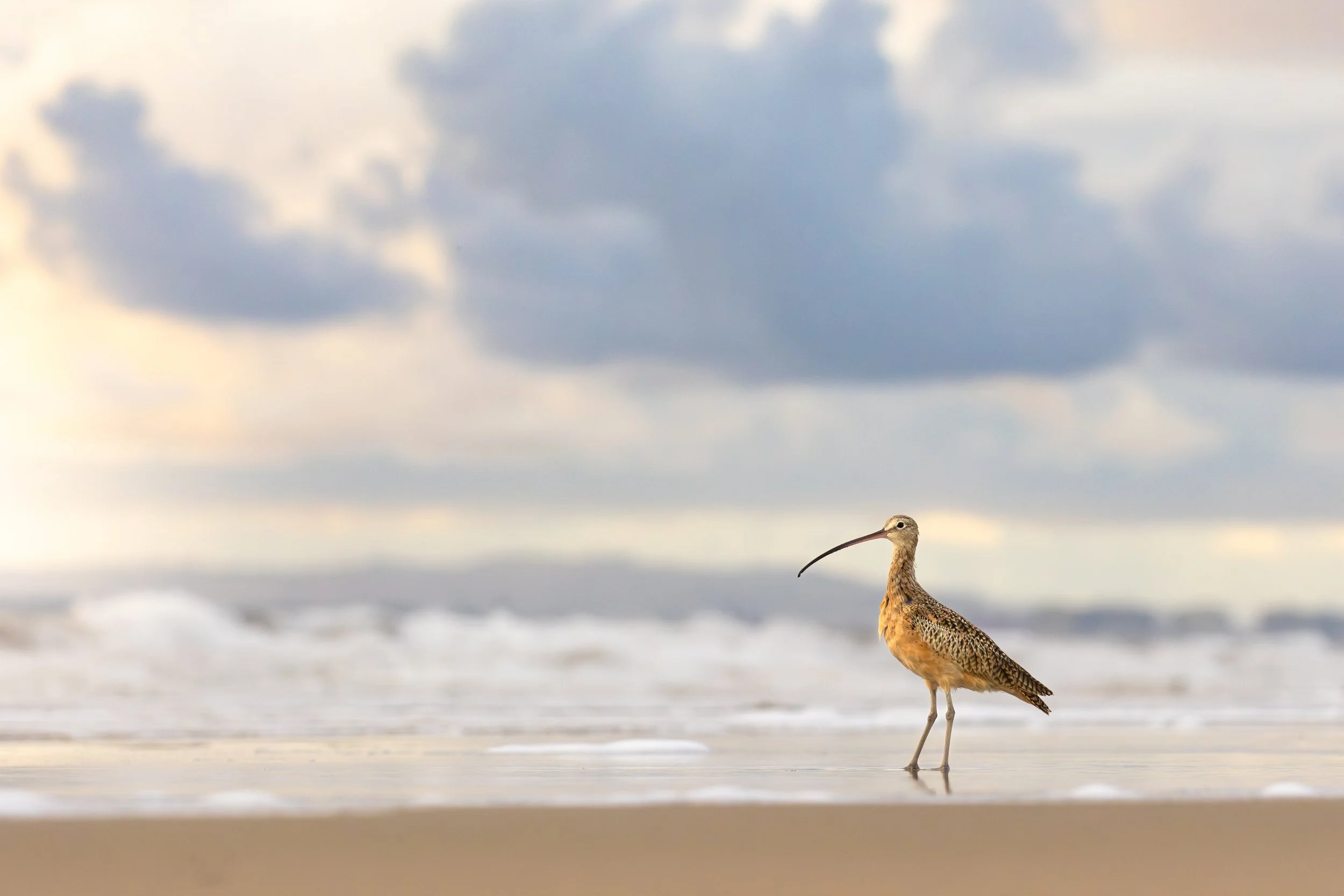 A long-billed curlew standing in shallow ocean water with clouds overhead.