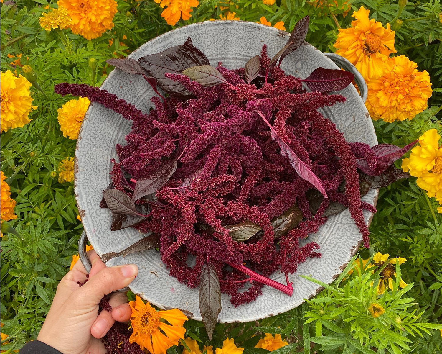 amaranth-4x5-5.jpg