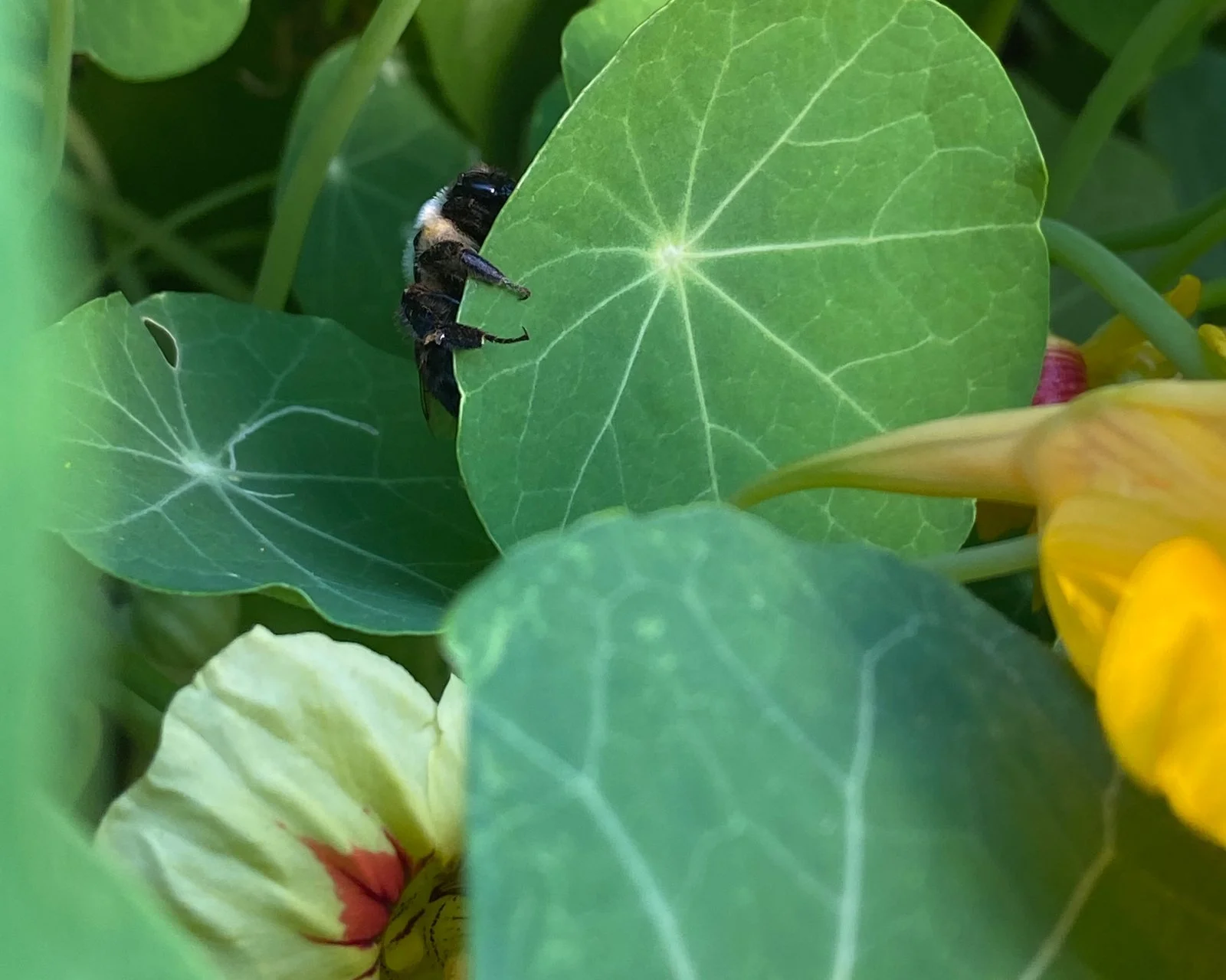 nasturtium01.jpg