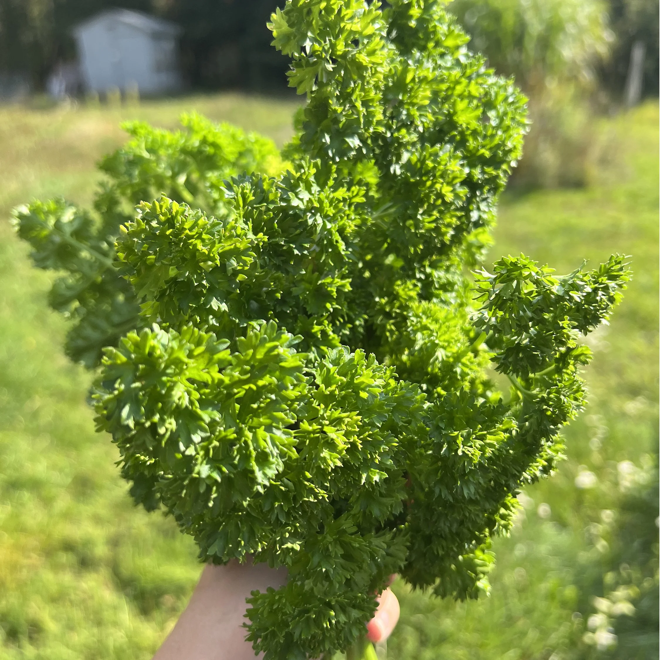 parsley04.jpg