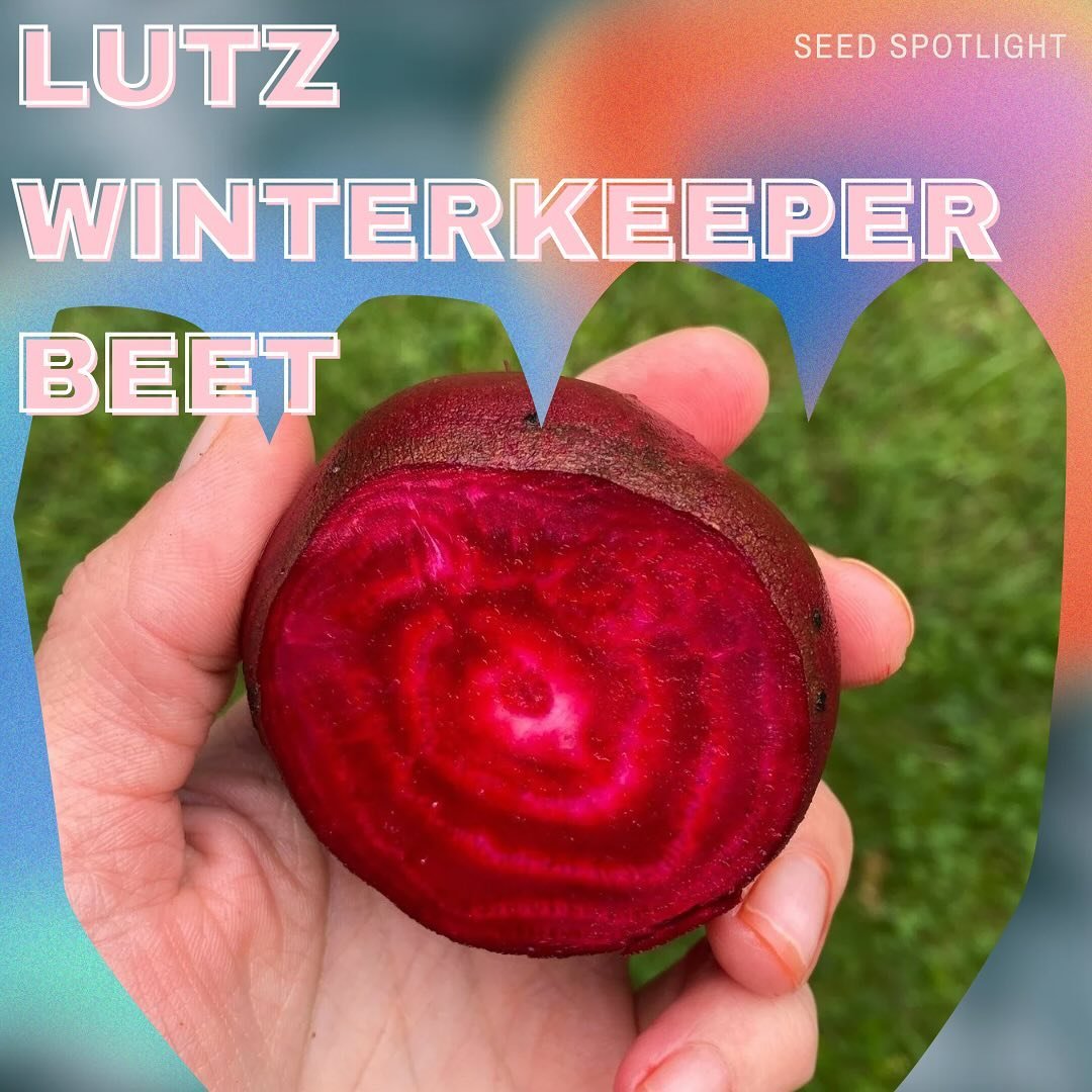 Seed Spotlight: Lutz Winterkeeper Beet

&ldquo;This gorgeous wine-colored heirloom beet is delicious in every way. Harvest as a baby beet for ultimate sweetness or allow to mature to up to six inches in diameter without it getting woody. Pickle, roas