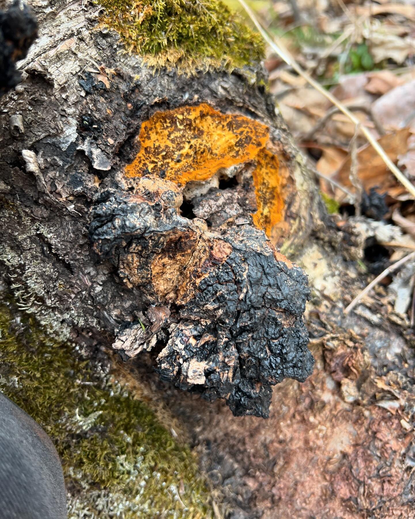 Foraging find! We spotted some local Chaga (with the help of available @hopeanimalshelter dog Sweetie and an ID confirmation from @inspired.north)! Chaga is a fungi that is parasitic to Birch trees and grows in only in a narrow latitude range of cold