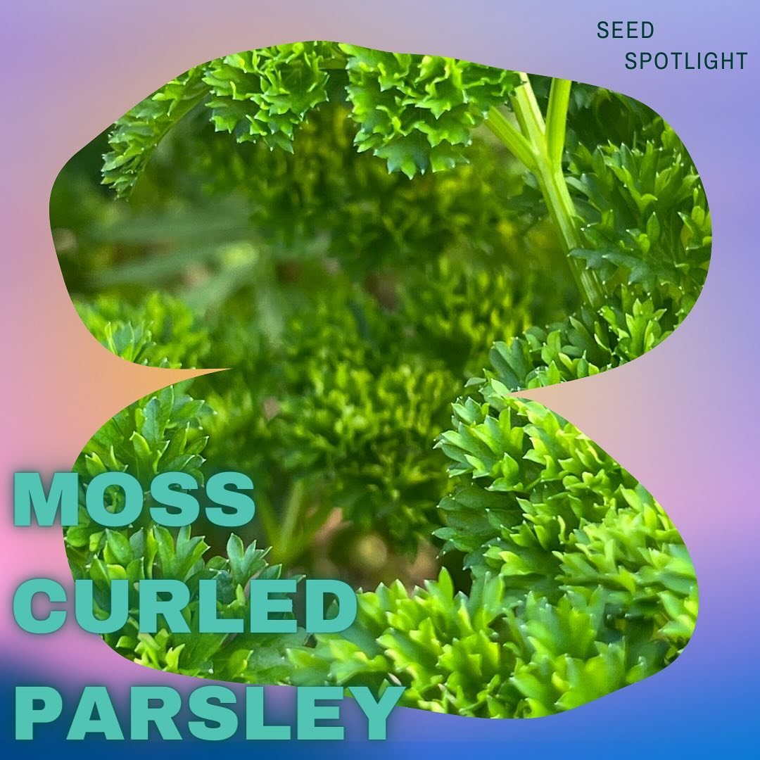 Seed Spotlight: Moss Curled Parsley

&ldquo;This flavorful, bright, crisp curly parsley variety is cold hardy and delicious. Use fresh in falafel recipes and sprinkled into salads or dry and crumble for an all-year seasoning.&rdquo;

Order parsley se