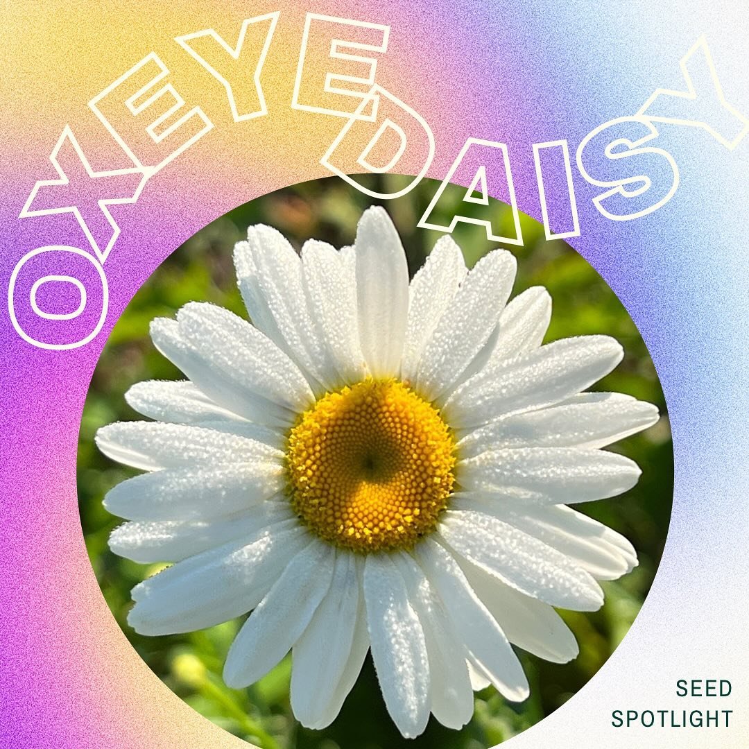 Seed Spotlight: Oxeye Daisy

&ldquo;An heirloom perennial, these happy white and yellow flowers are a constant joy to be around. They can grow up to two feet high and attract many beneficial pollinators. They self-seed easily in the fall so patches w