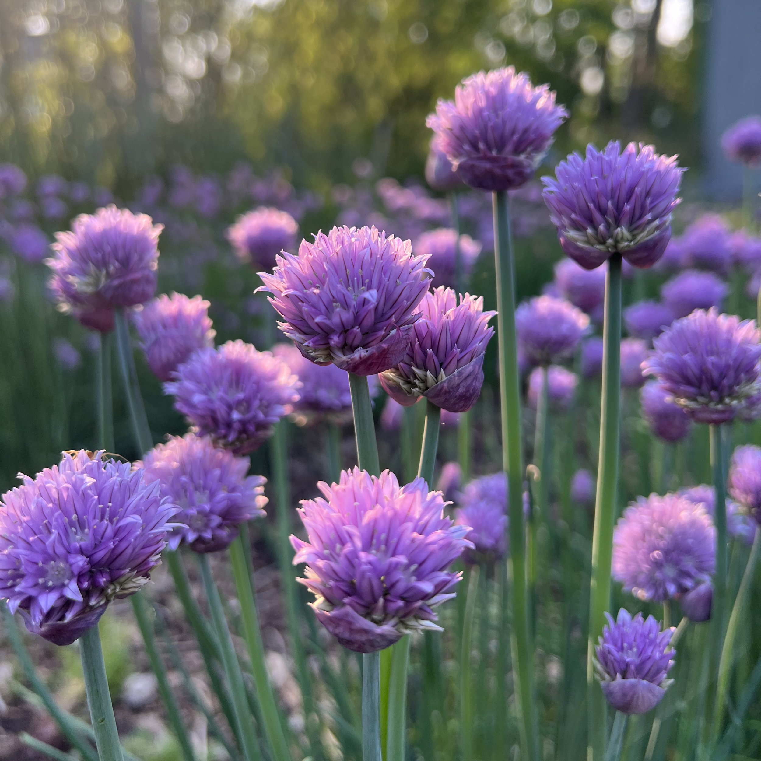 chive plant-sq.jpg