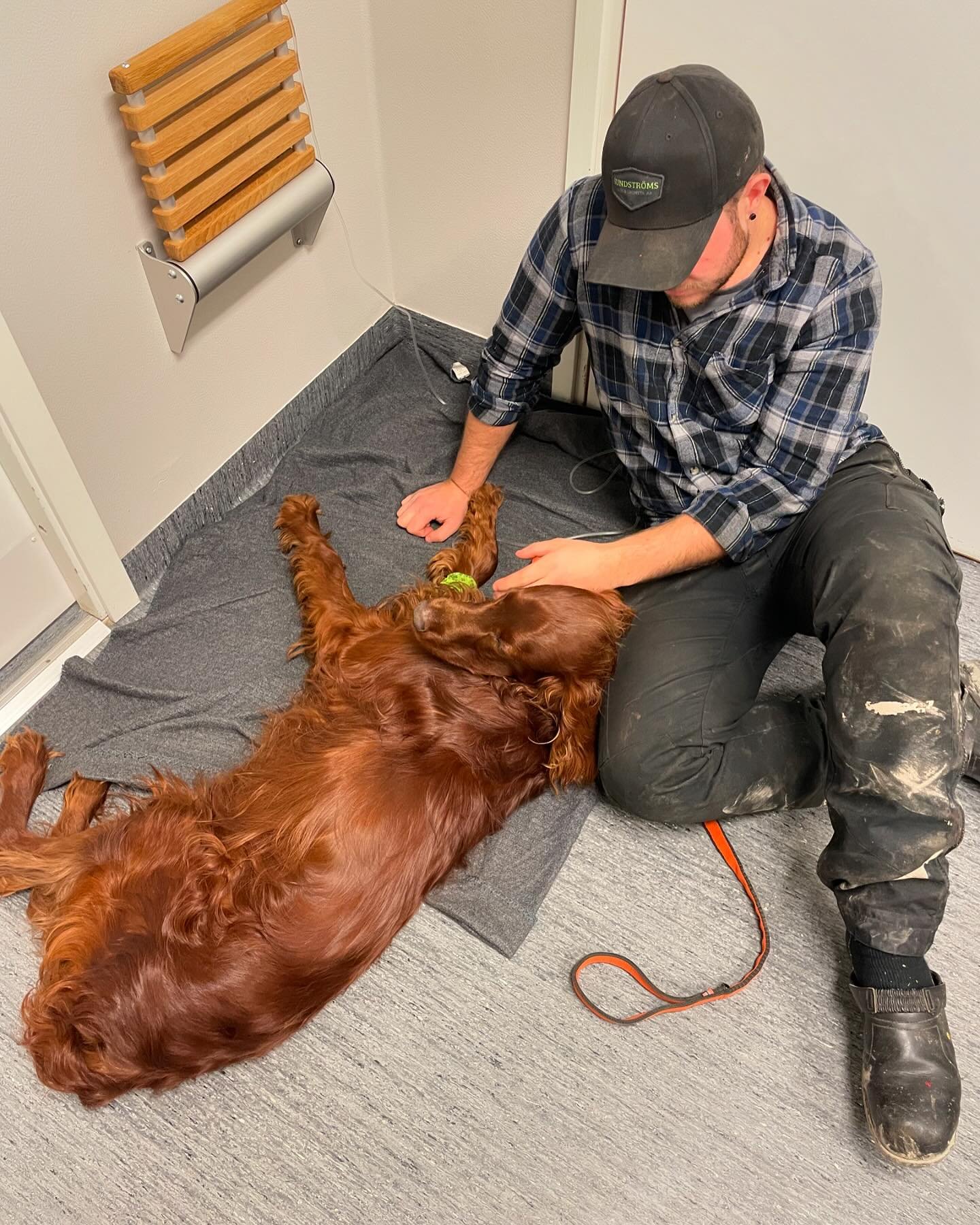 Det har ekat tomt h&auml;r inne ett tag, igen. Vi har precis l&auml;mnat en hemsk vecka bakom oss, d&aring; Bailey blev akut sjuk 💔 Det startade i b&ouml;rjan av f&ouml;rra veckan d&aring; han fick s&auml;mre aptit f&ouml;ljt av flera kr&auml;kninga