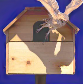barn-owl-01.png