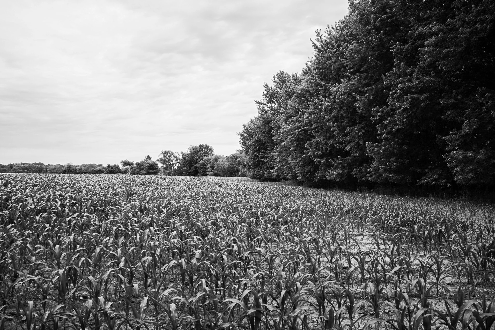 DSC_7099.jpg