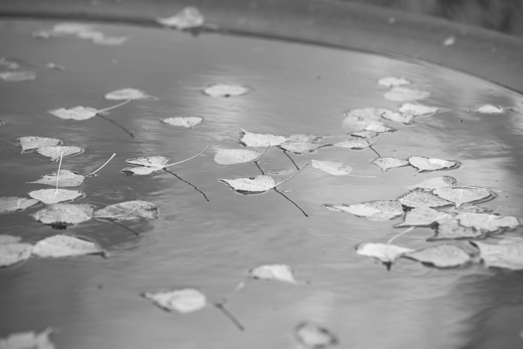 DSC_3203.jpg