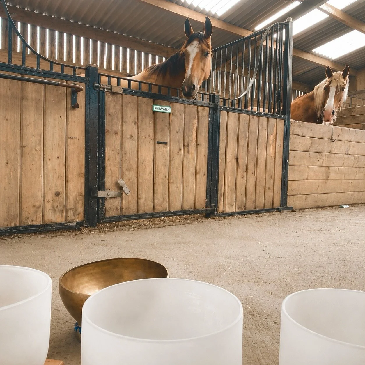Sometimes healing begins with curiosity.

Today I had the privilege of offering a gentle sound healing session at Think Like a Pony South West @tlapsouthwest 

No expectations.
No agenda.
Simply creating a calm, peaceful space and allowing each horse