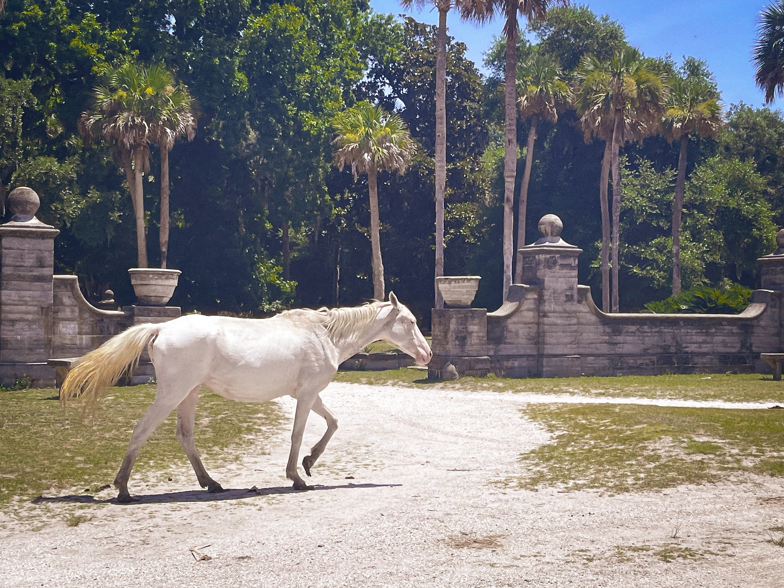 Ghost Horse.jpg