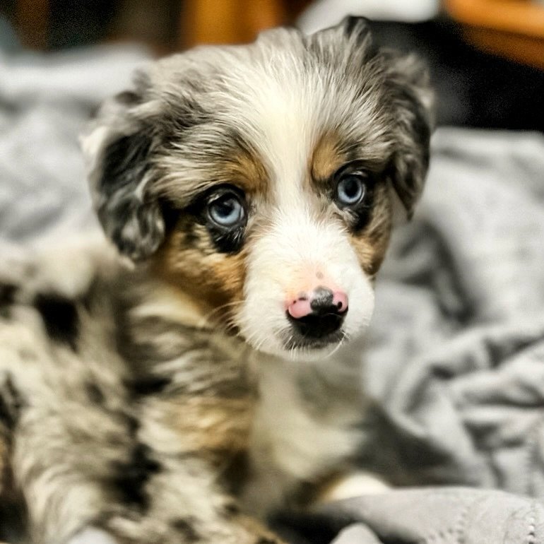 Today is adoption day!&hearts;

Welcome to the family, Maverick! 🐾

Writing time is going to be a little more interesting with this cutie joining our crew 🦴

#austrailanshepherd #aussie #bluemerleaussie #bluemerleaustralianshepherd #aussiepuppy #wr