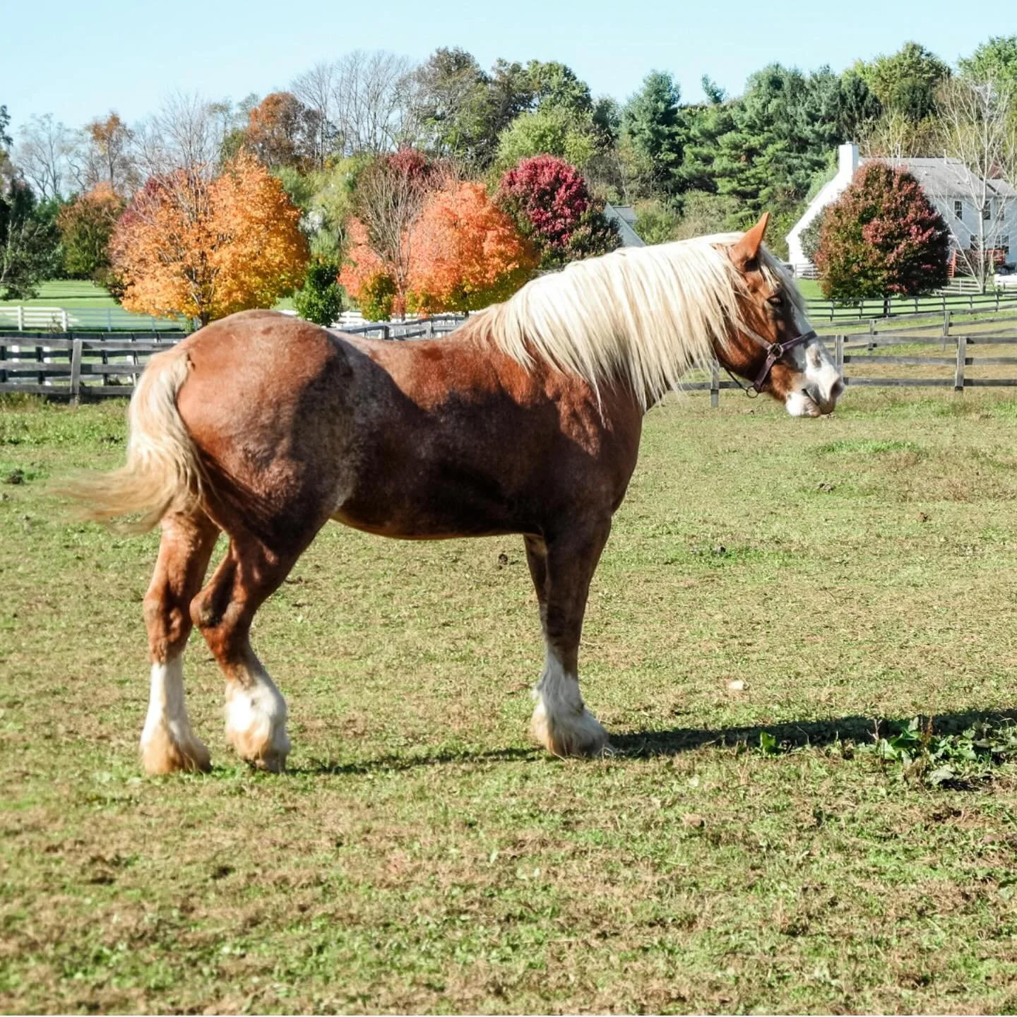 Allowing this prayer settle in my heart 🍂
“Let nothing disturb you, 
Let nothing frighten you, 
All things are passing away: 
God never changes. 
Patience obtains all things
Whoever has God lacks nothing; 
God alone s